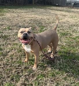 Enlarge Juno, an adopted Pit Bull Terrier in Clayton, NJ image 2/4