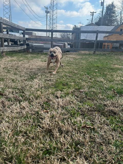 Enlarge Juno, an adopted Pit Bull Terrier in Clayton, NJ image 4/4