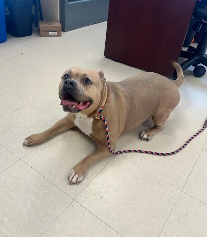 Enlarge Juno, an adopted Pit Bull Terrier in Clayton, NJ image 3/4