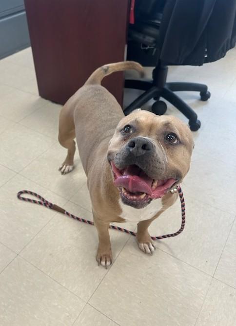 Enlarge Juno, an adopted Pit Bull Terrier in Clayton, NJ image 1/4