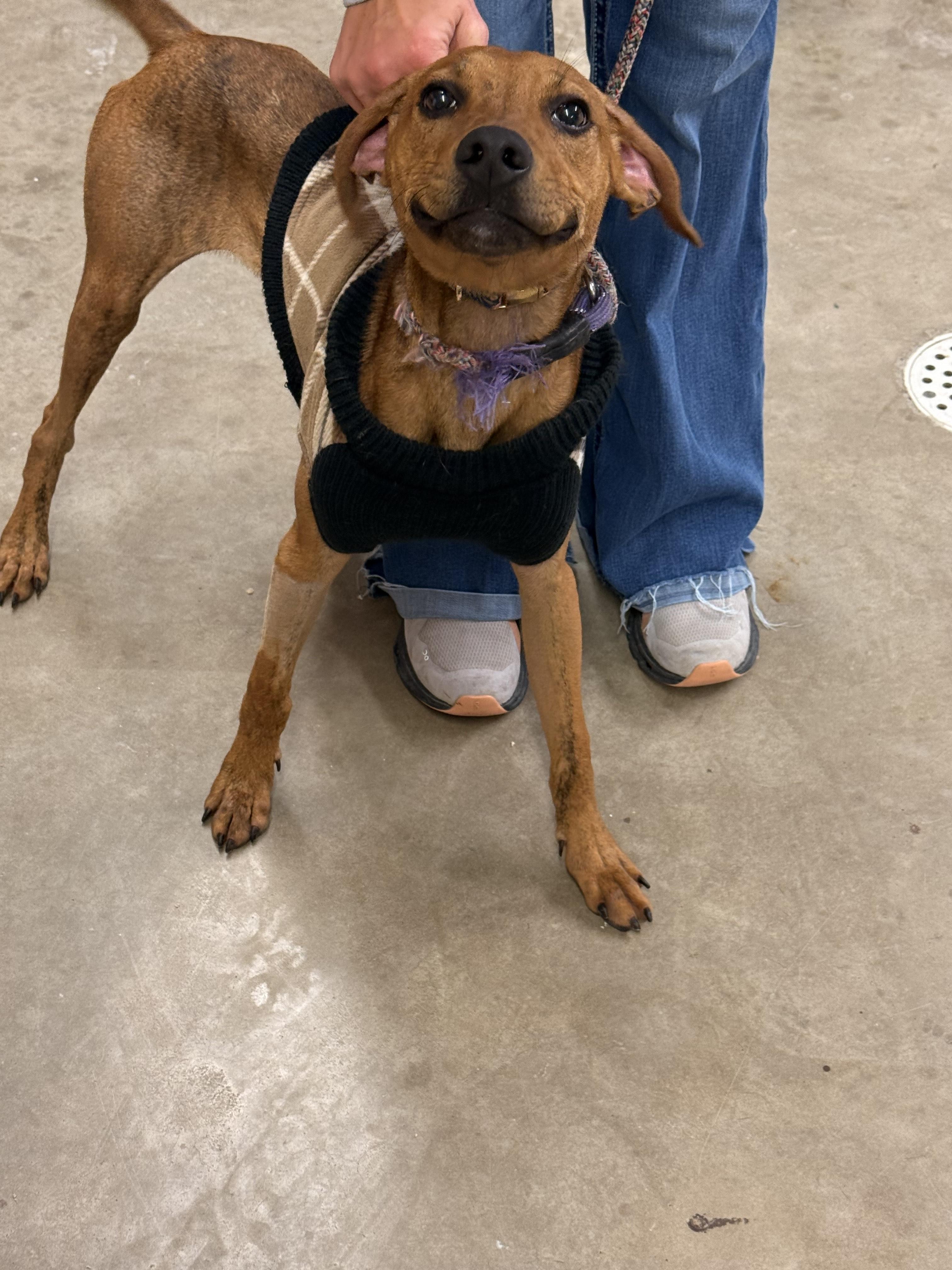 Brownie , ADOPTABLE, Young Male Hound.