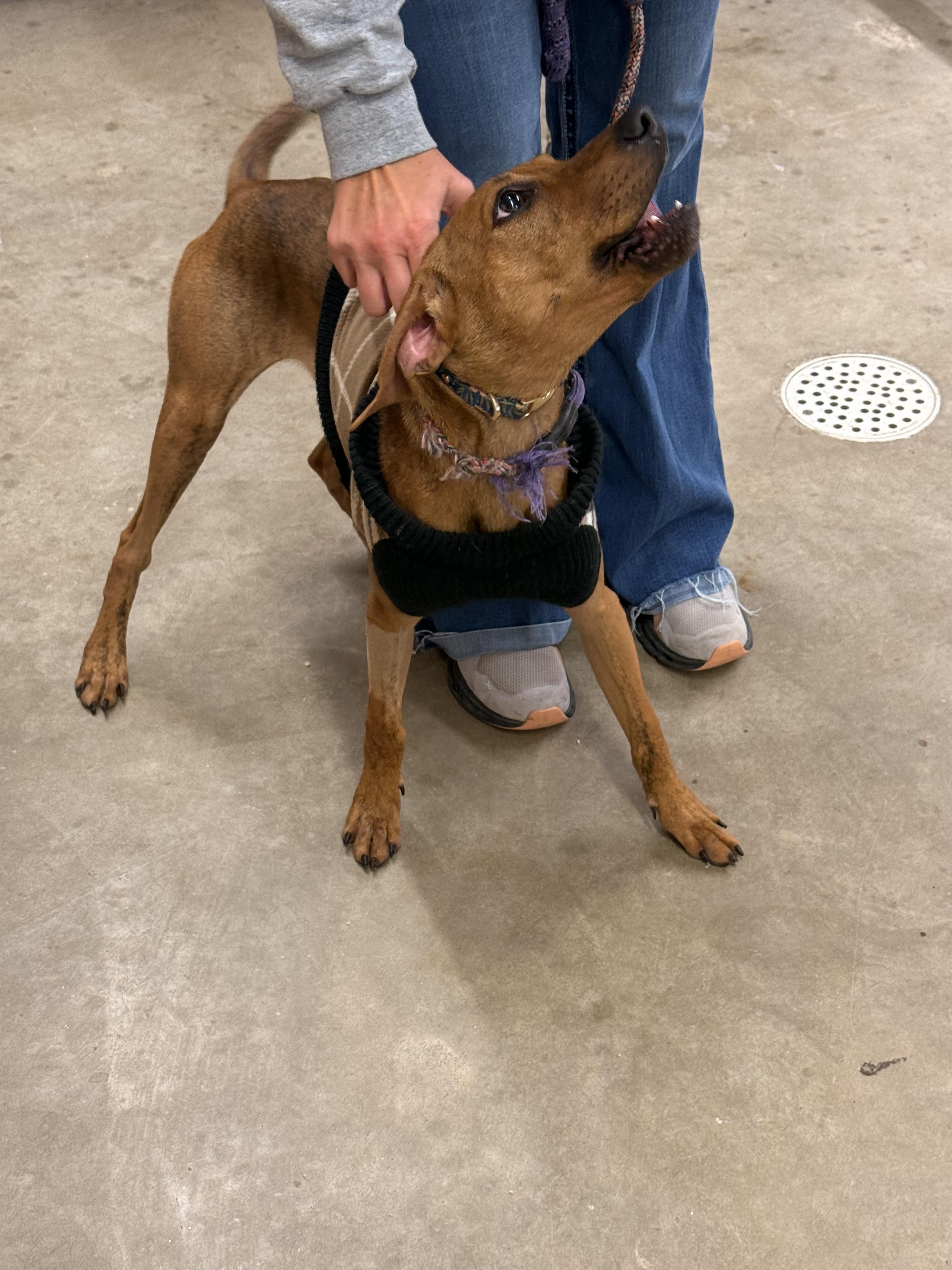 Brownie , a ADOPTABLE Hound in Fort Madison, IA image 2/5