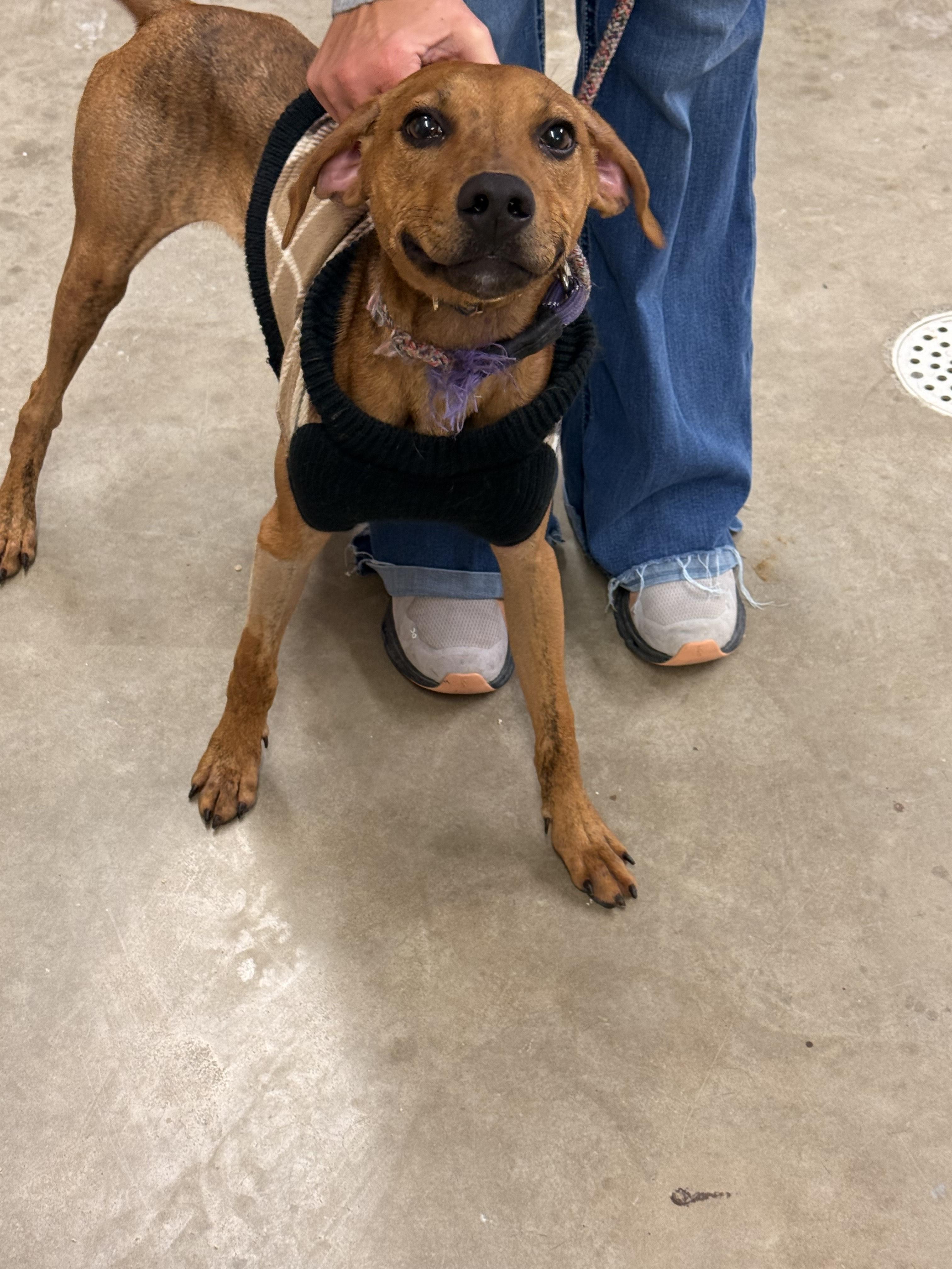 Brownie , a ADOPTABLE Hound in Fort Madison, IA image 3/5