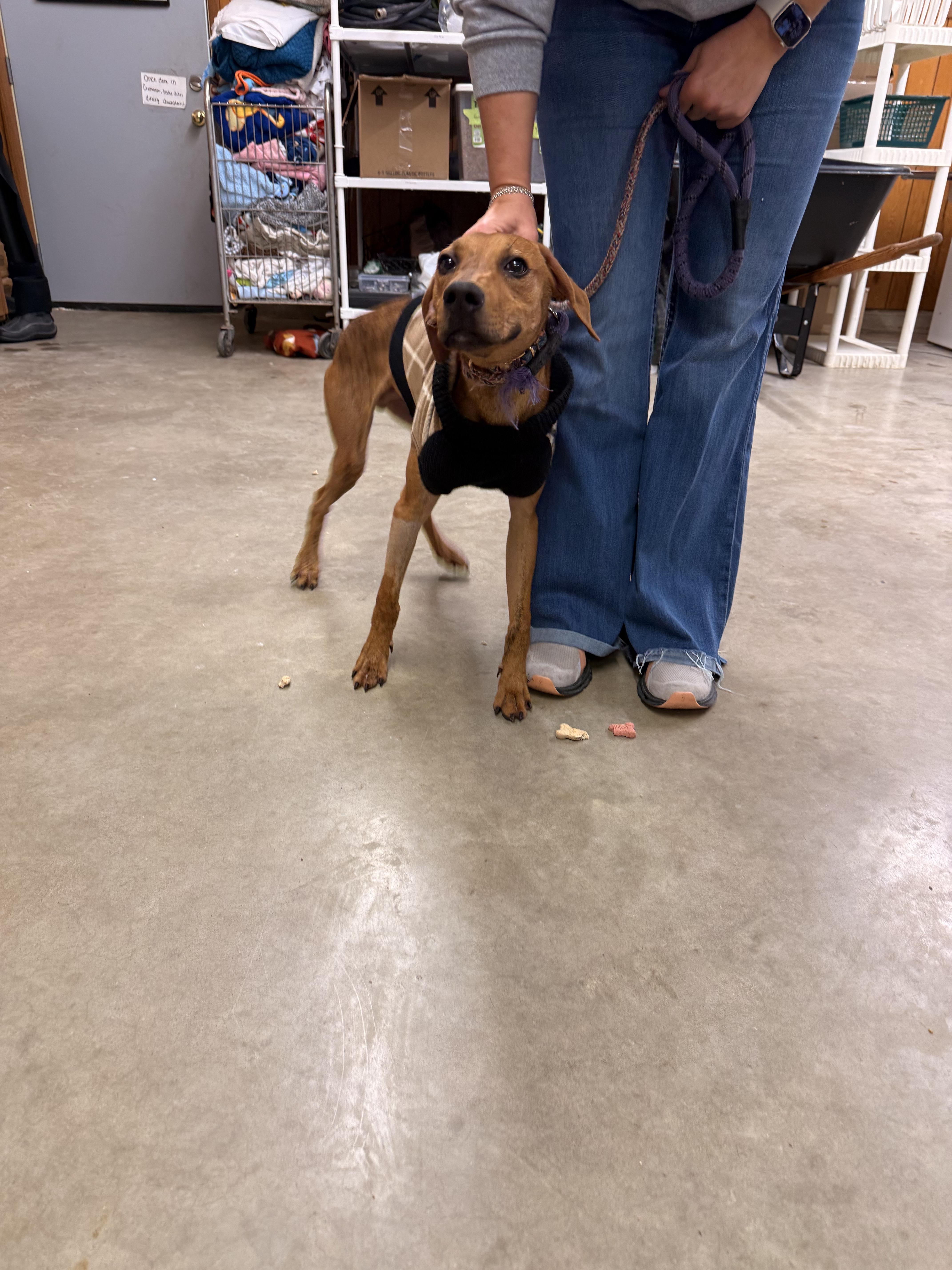 Brownie , a ADOPTABLE Hound in Fort Madison, IA image 4/5