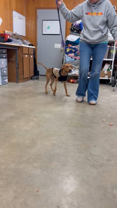 Enlarge Brownie , a ADOPTABLE Hound in Fort Madison, IA video 5/5