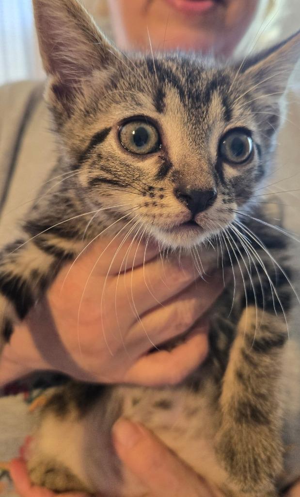 Oliver (Blue), Adoptable, Kitten Male Domestic Short Hair.