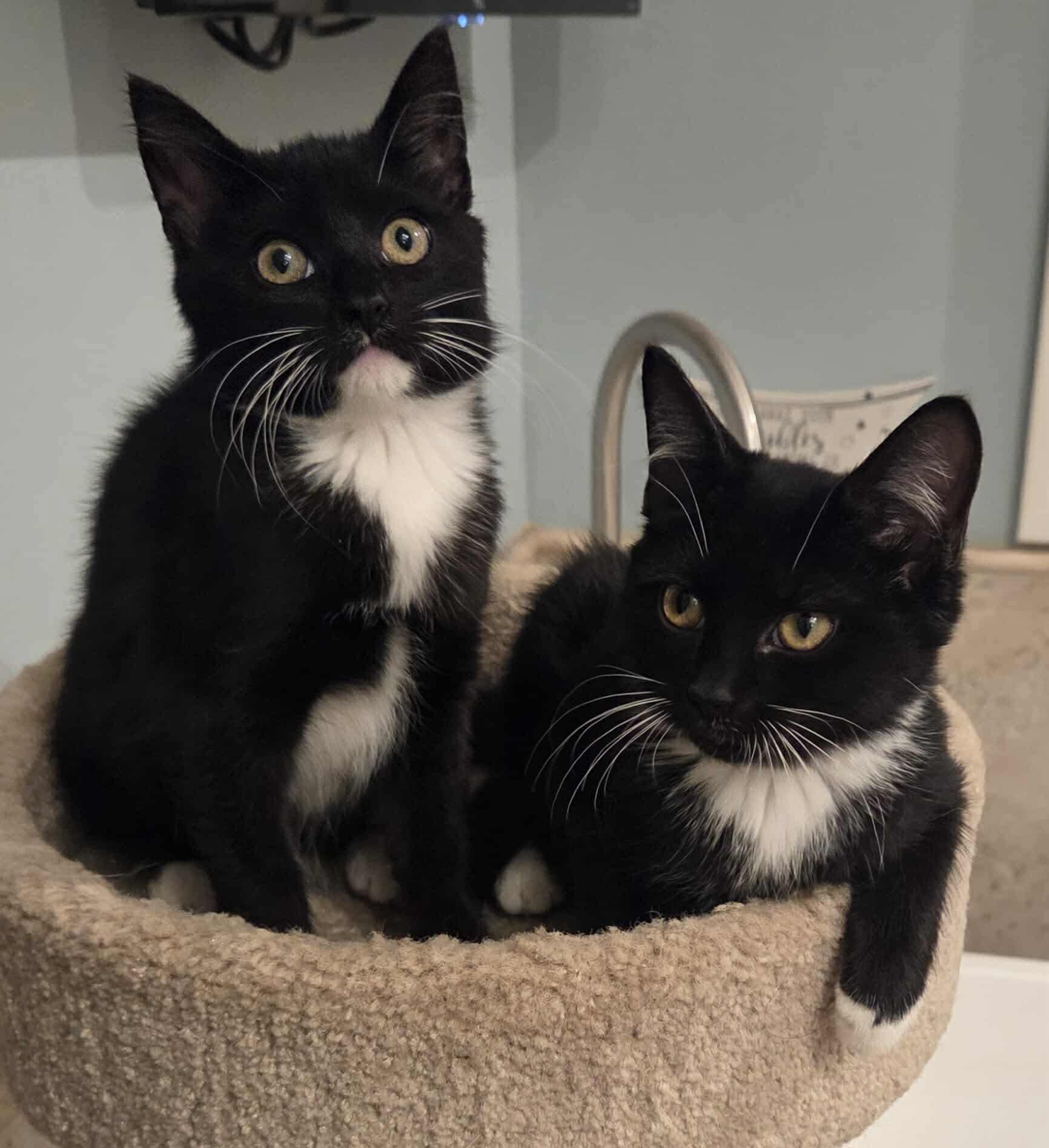 Mirabel and Julieta!