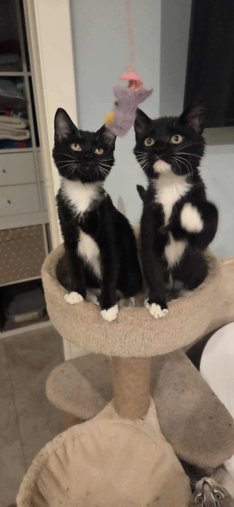 Mirabel and Julieta!