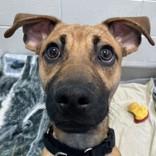 DJ, ADOPTABLE, Puppy Male Mixed Breed.