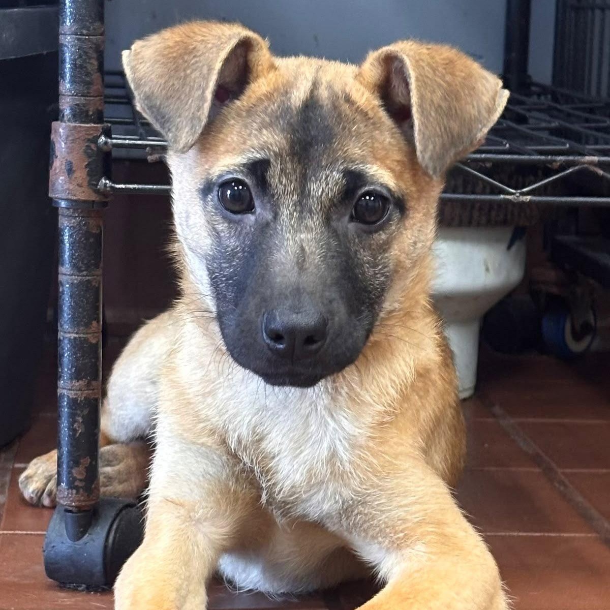 Enlarge Juniper, a Adoptable Shepherd in Lake Hopatcong, NJ image 1/3