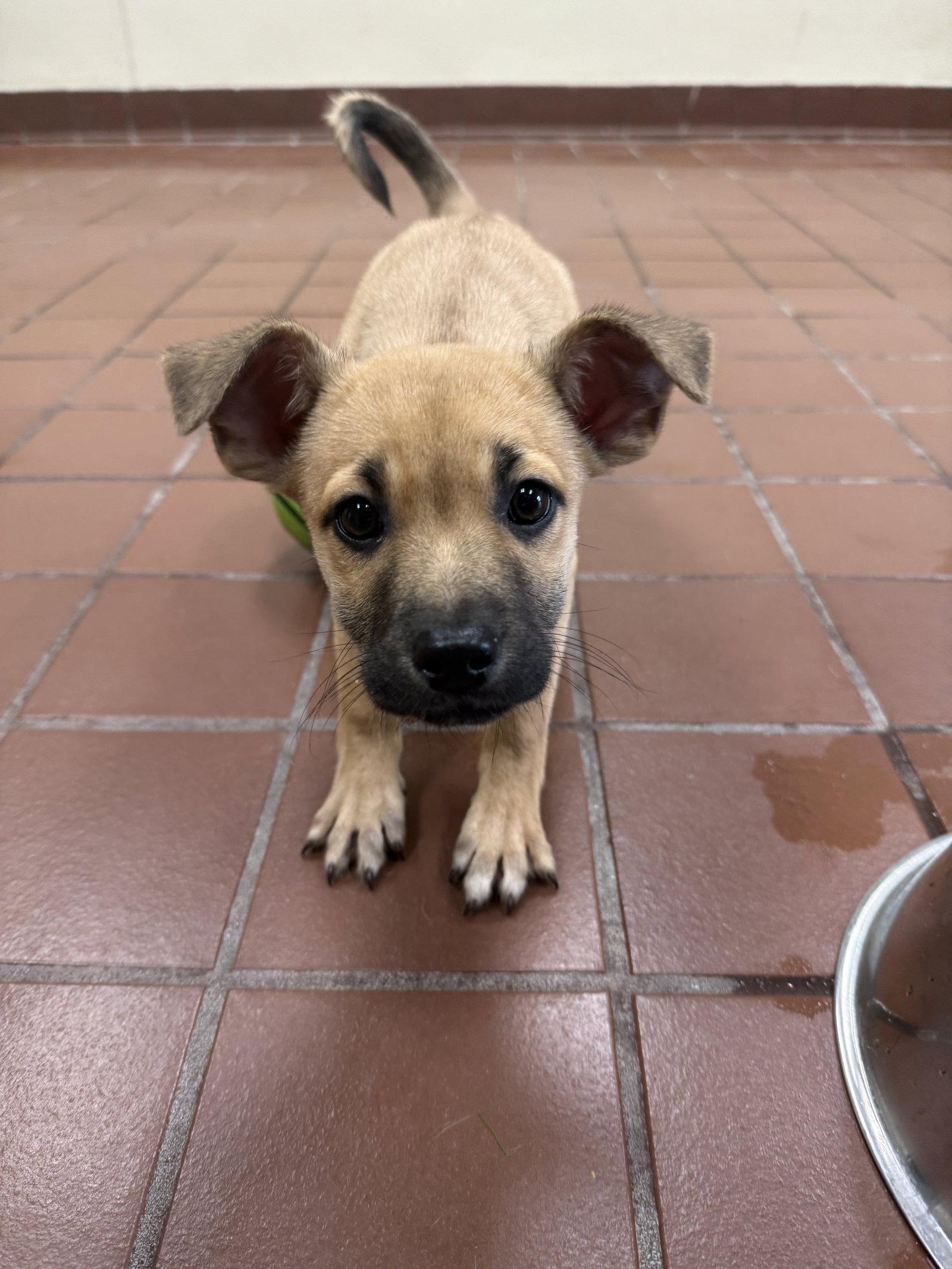 Juniper, Adoptable, Puppy Female Labrador Retriever & Shepherd.