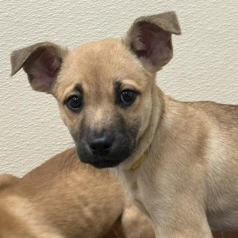 Juniper, Adoptable, Puppy Female Shepherd.