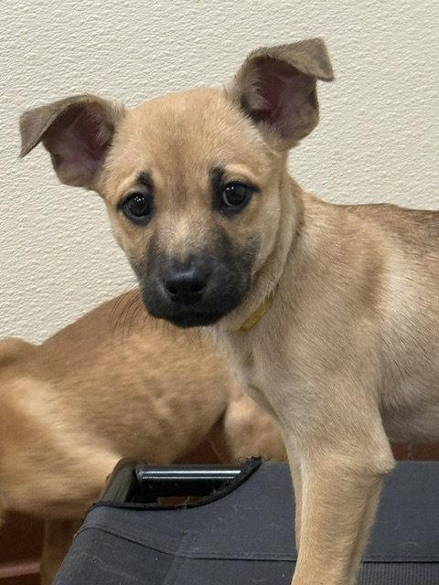 Enlarge Juniper, a Adoptable mixed breed in Lake Hopatcong, NJ image 2/3