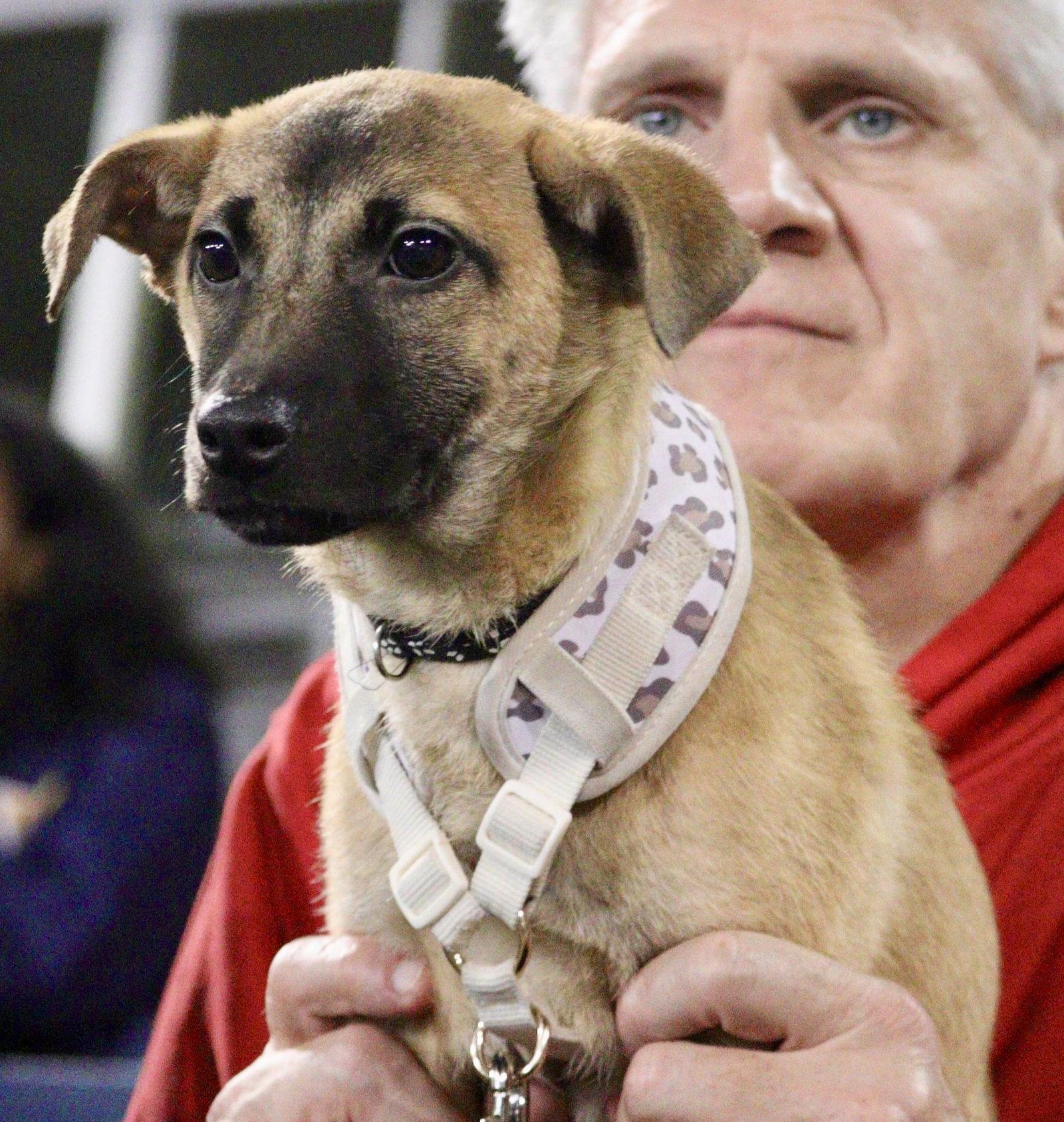 Enlarge Juniper, a Adoptable Shepherd in Lake Hopatcong, NJ image 2/3