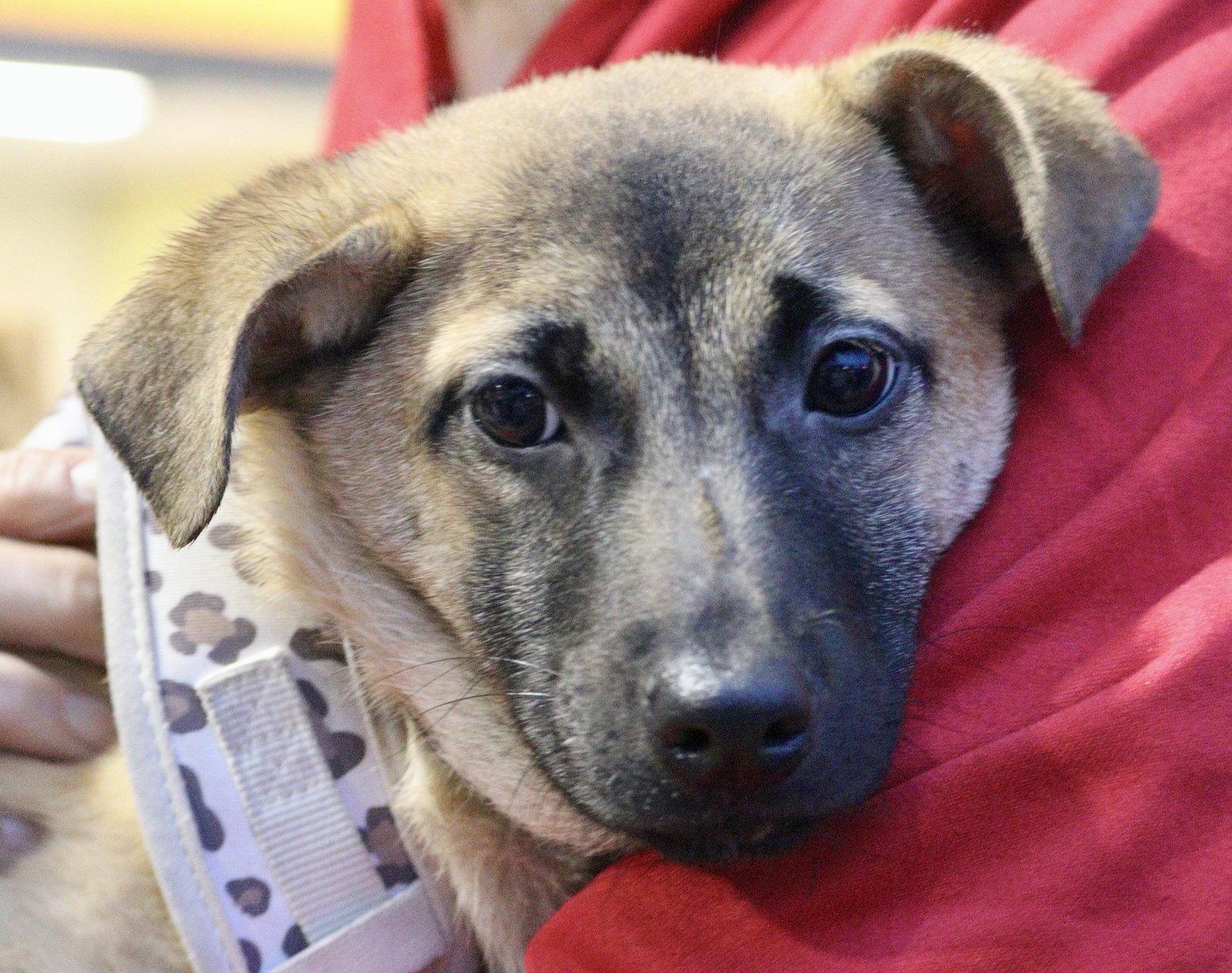 Enlarge Juniper, a Adoptable Shepherd in Lake Hopatcong, NJ image 3/3