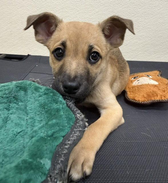 Enlarge Juniper, a Adoptable mixed breed in Lake Hopatcong, NJ image 3/3