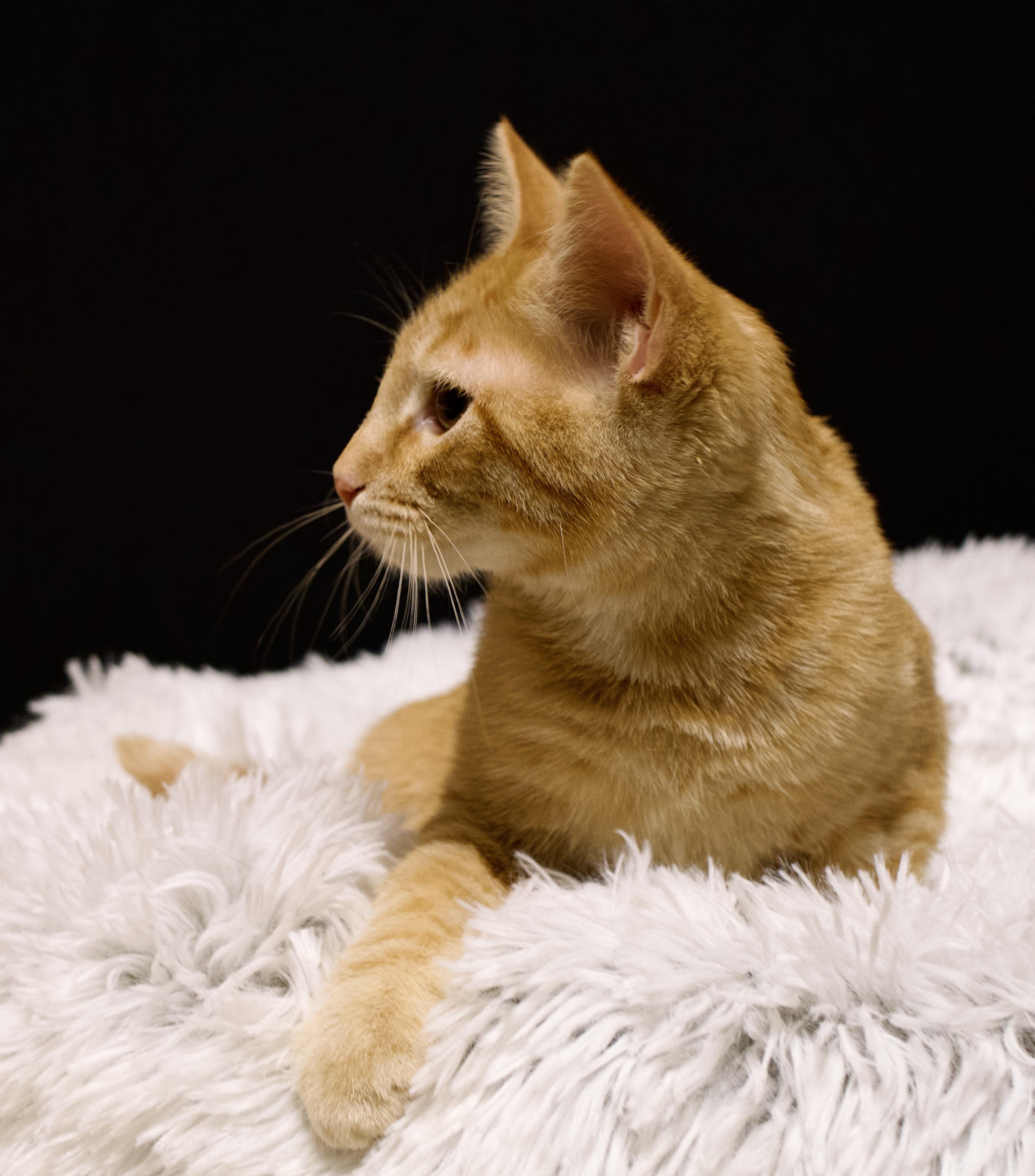Enlarge Joe Exotic, a Adopted Domestic Short Hair in Farmington, MN image 2/2