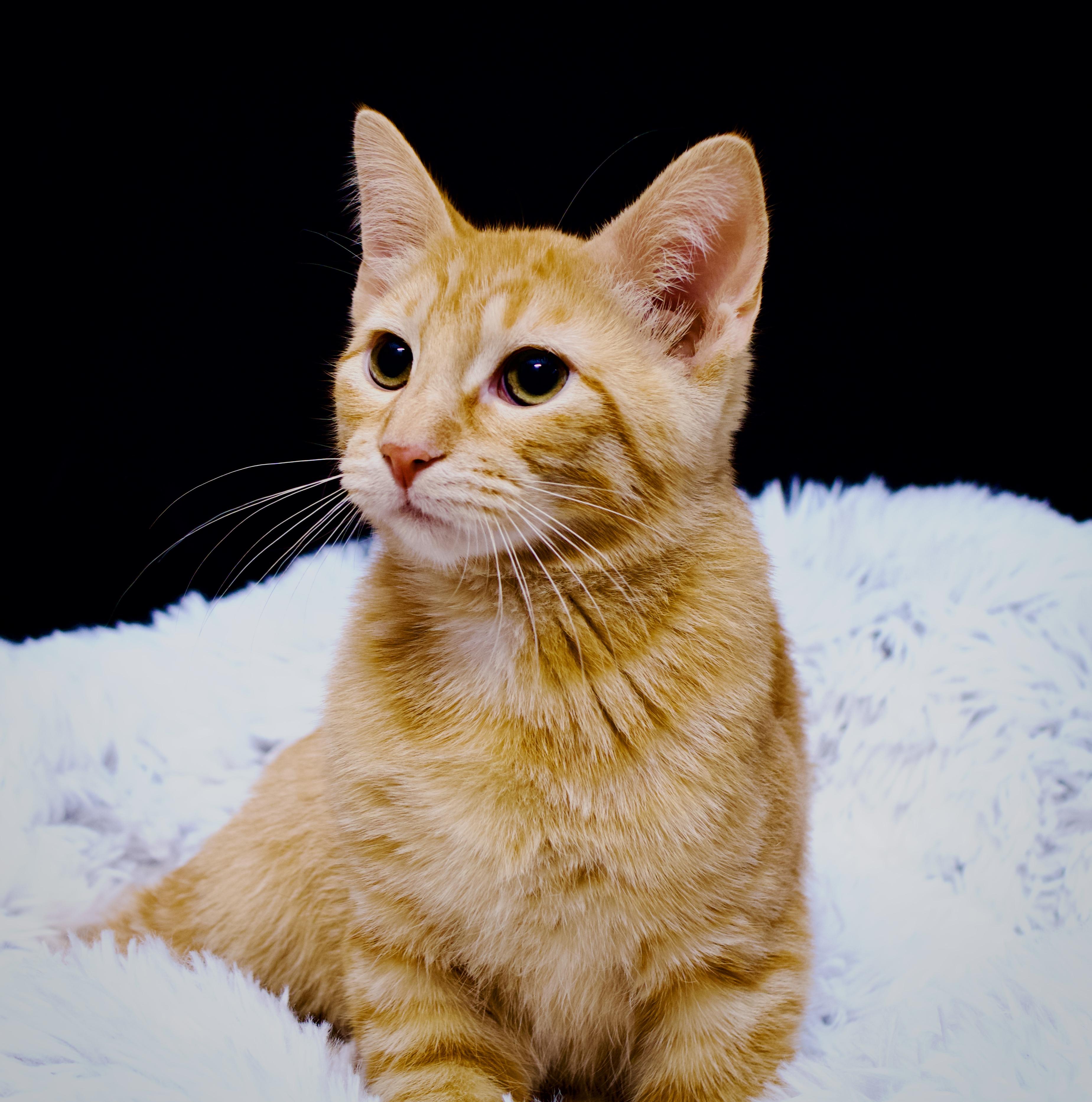 Enlarge Joe Exotic, a Adopted Domestic Short Hair in Farmington, MN image 1/2