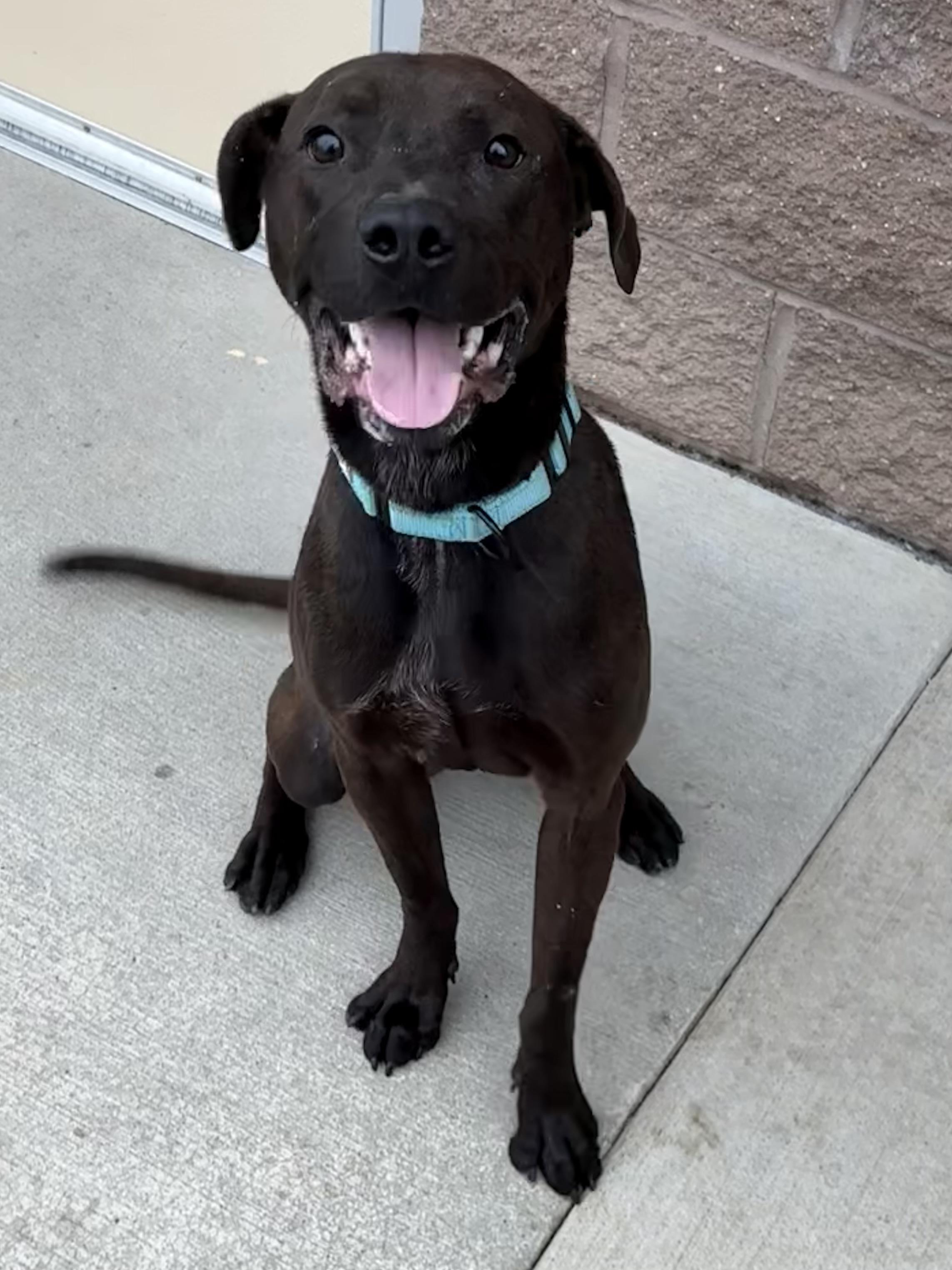 Enlarge Max , a ADOPTABLE mixed breed in Youngstown, OH image 2/3