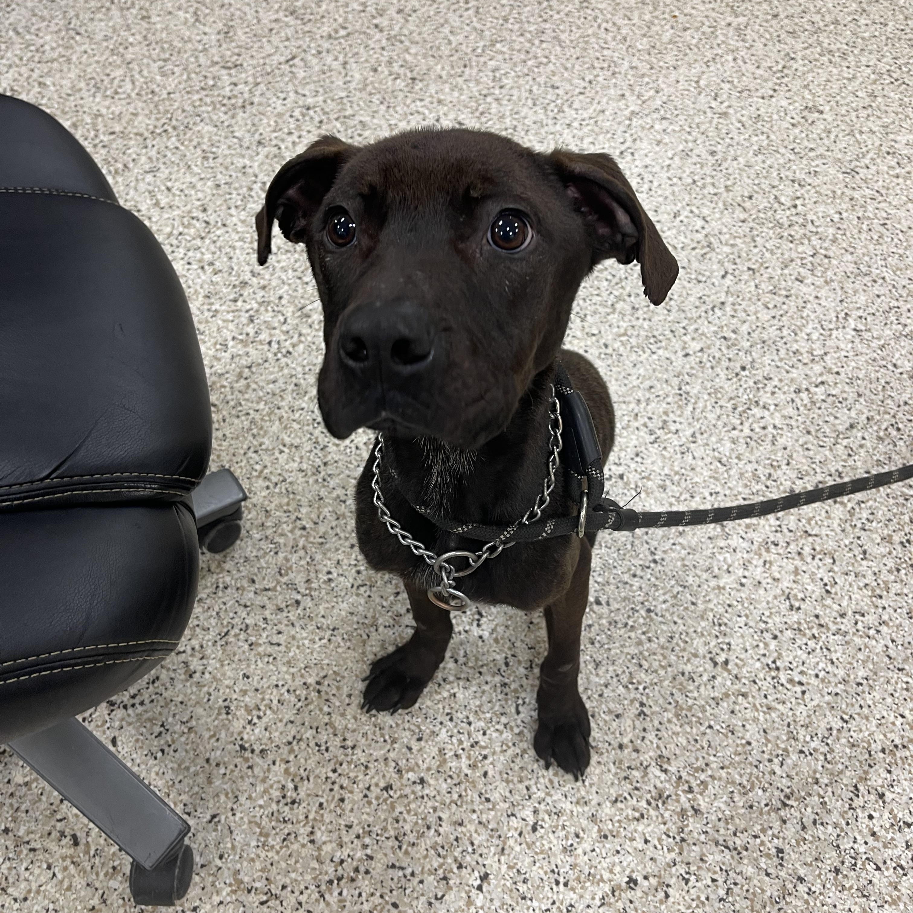 Enlarge Max , a ADOPTABLE mixed breed in Youngstown, OH image 1/1