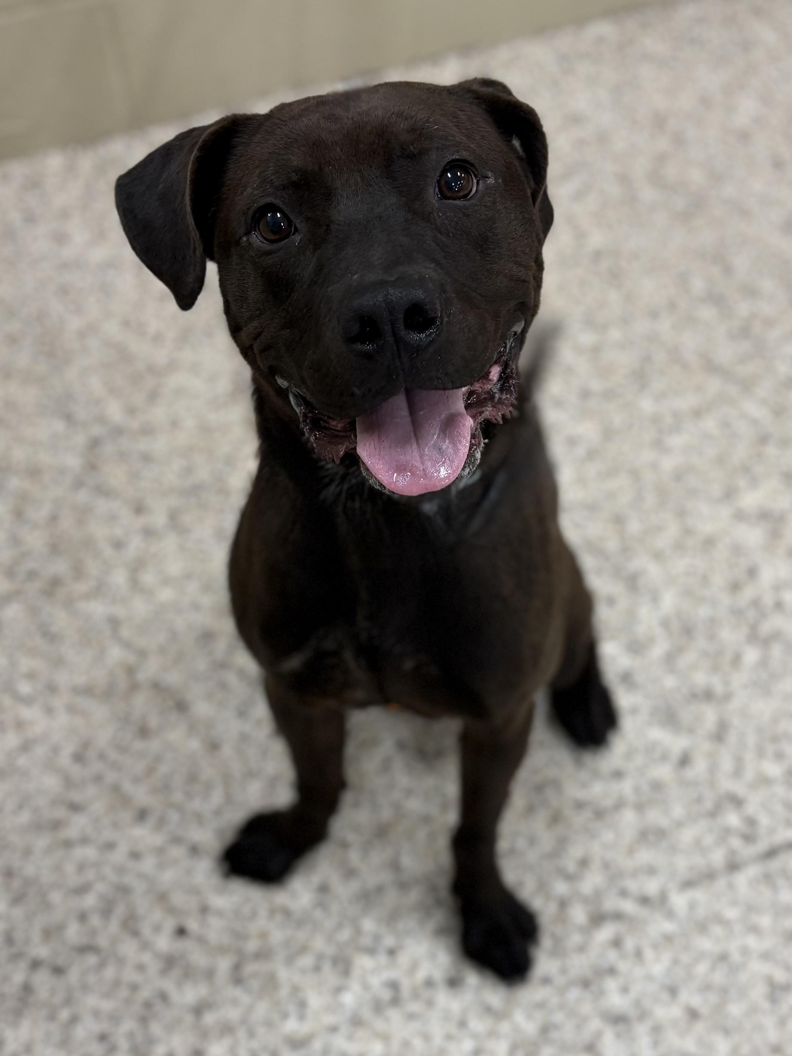 Max , ADOPTABLE, Adult Male Pit Bull Terrier.