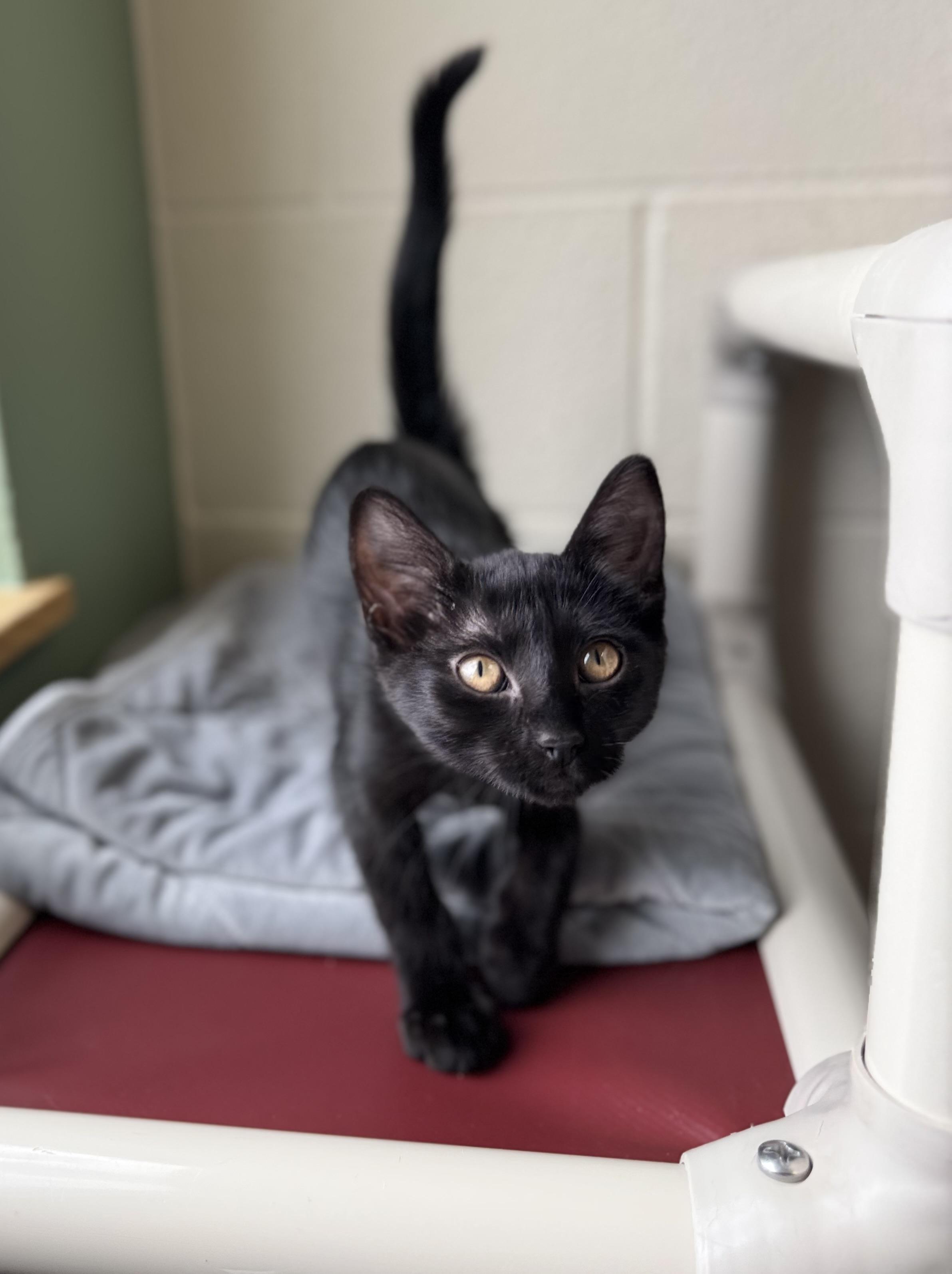 Ebony, an adoptable Domestic Short Hair in Eagle, CO image 5/5