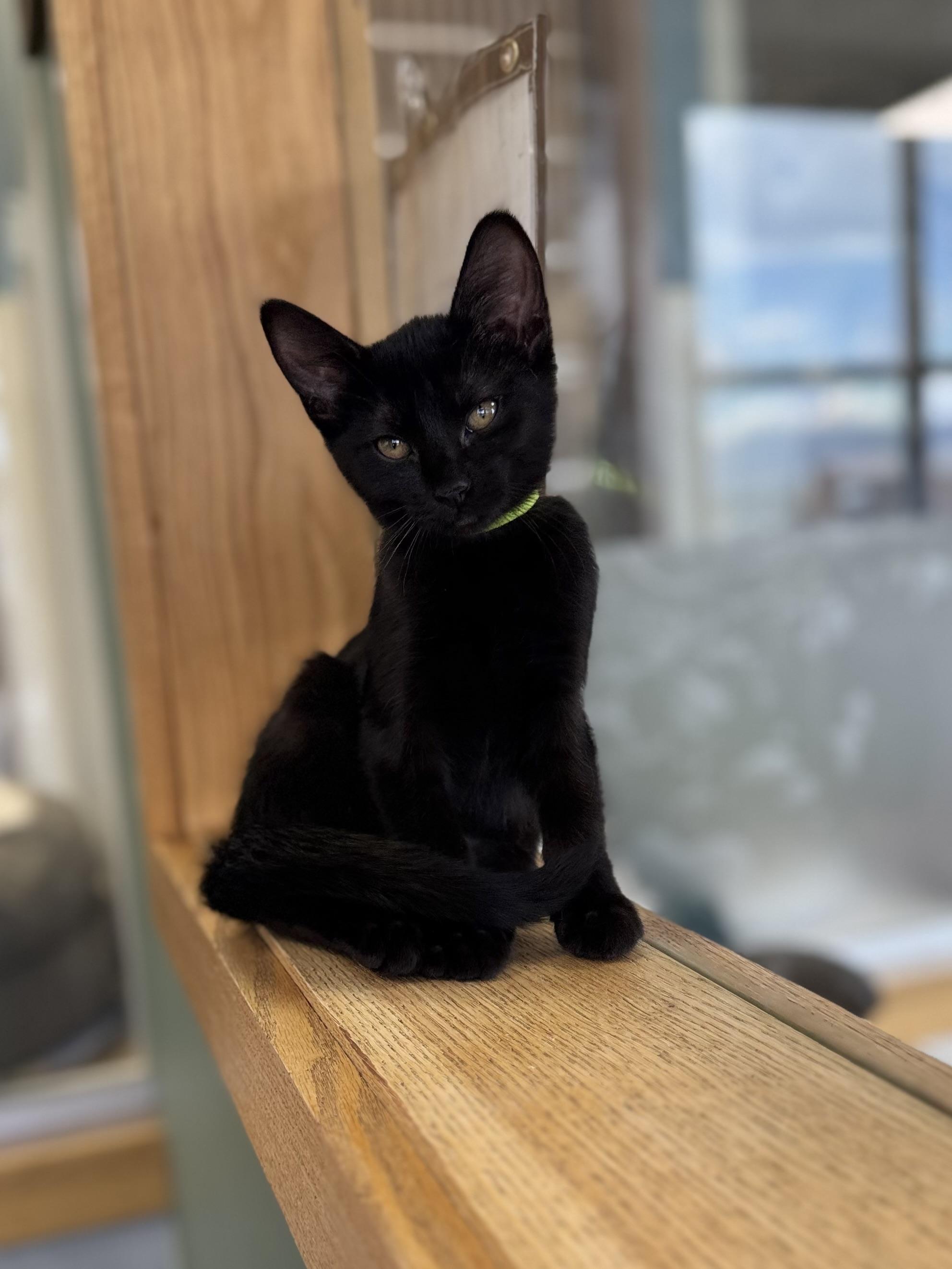 Ebony, an adoptable Domestic Short Hair in Eagle, CO image 2/5