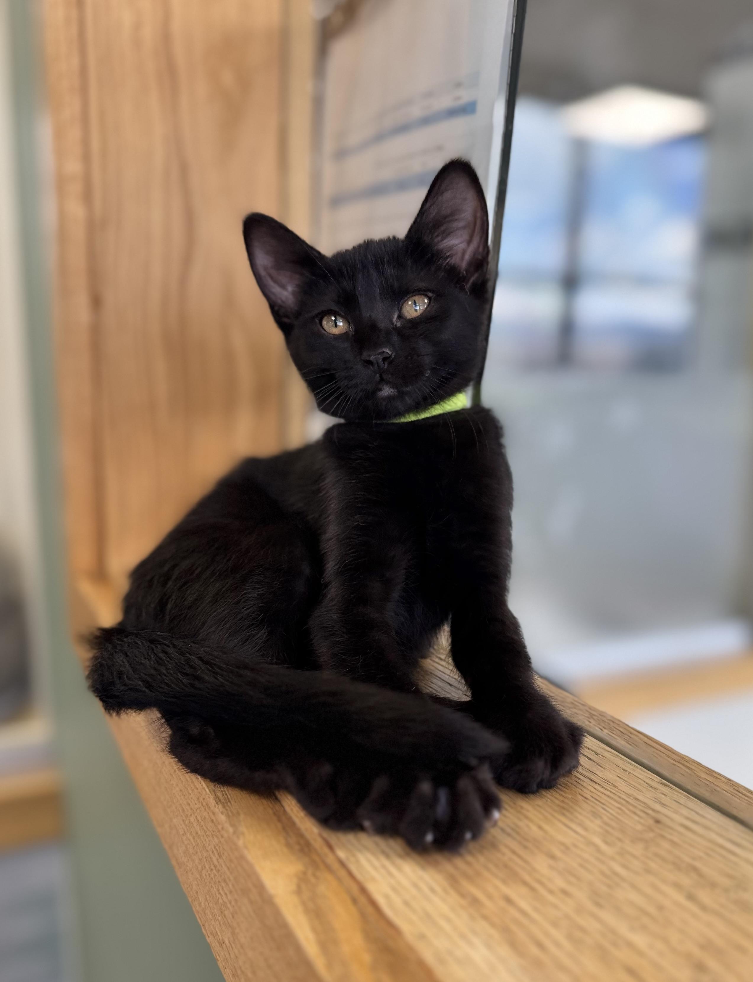 Ebony, an adoptable Domestic Short Hair in Eagle, CO image 1/5