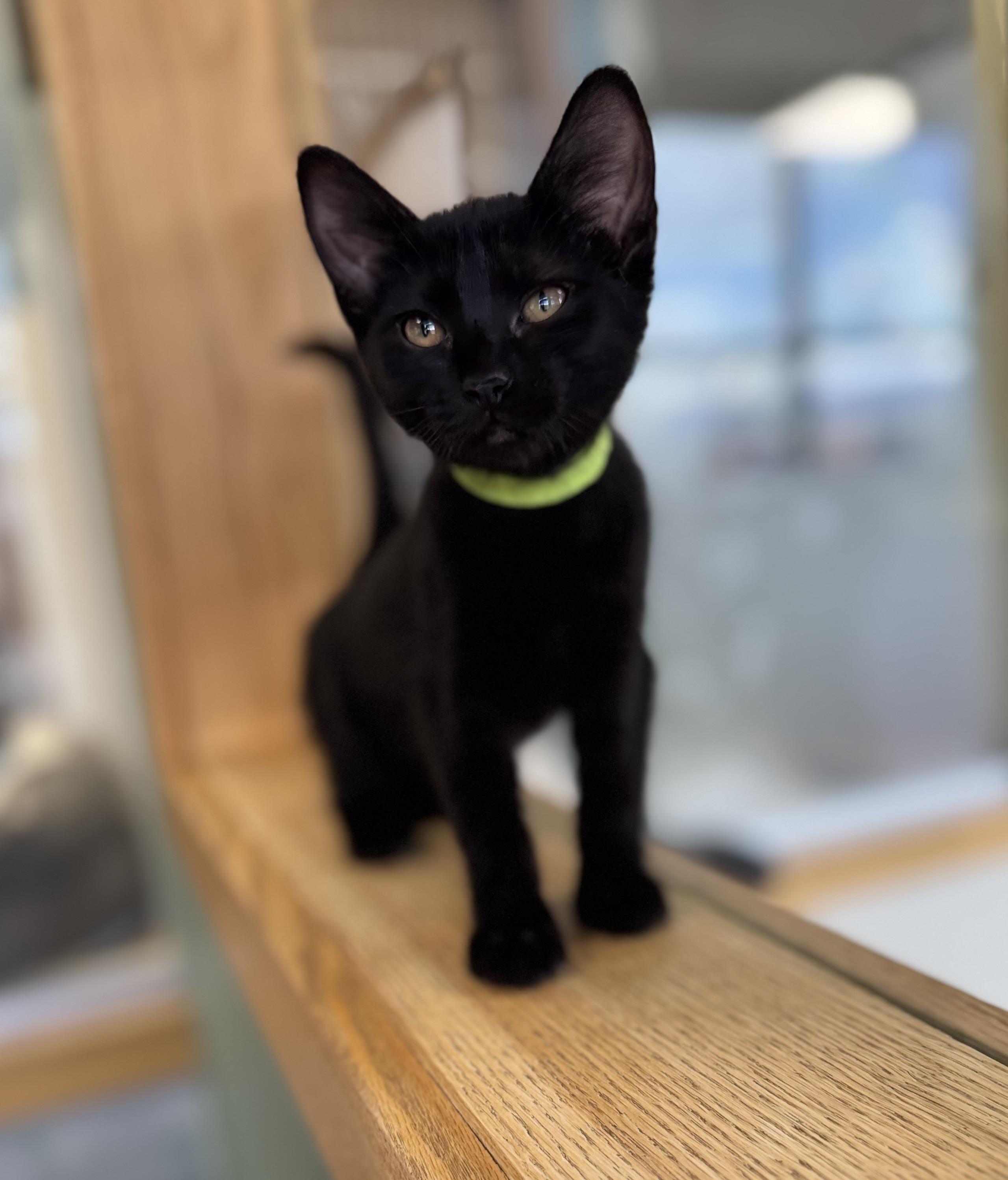 Ebony, an adoptable Domestic Short Hair in Eagle, CO image 3/5