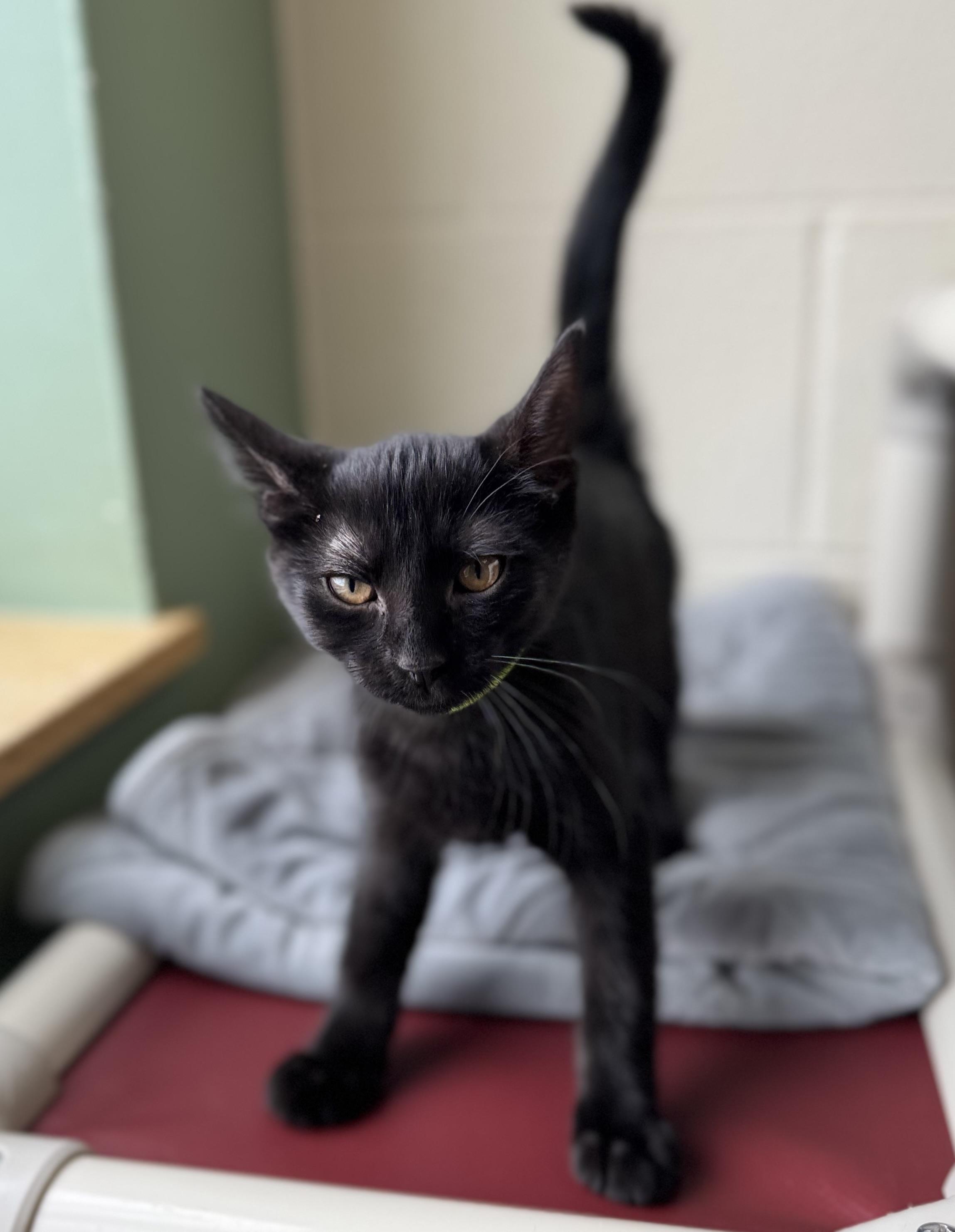 Ebony, an adoptable Domestic Short Hair in Eagle, CO image 4/5