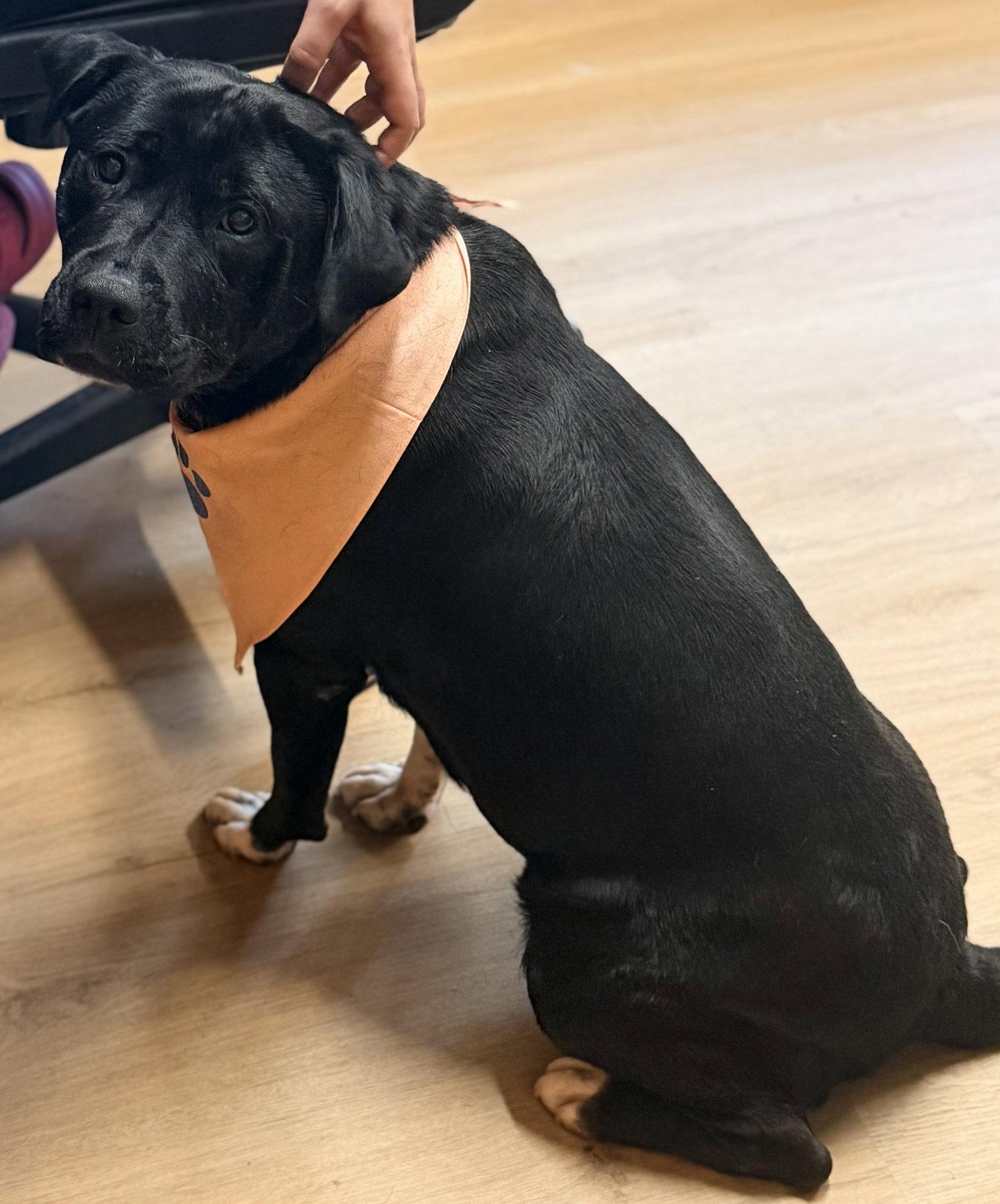 Enlarge BEAufort, a Adoptable Labrador Retriever in Raleigh, NC image 1/3