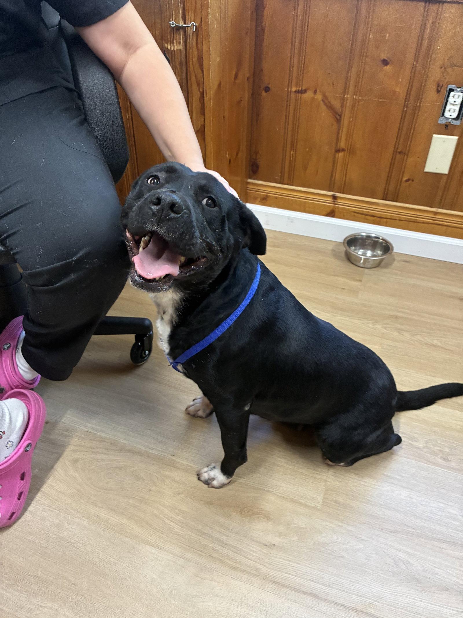 Enlarge BEAufort, a Adoptable Labrador Retriever in Raleigh, NC image 2/3