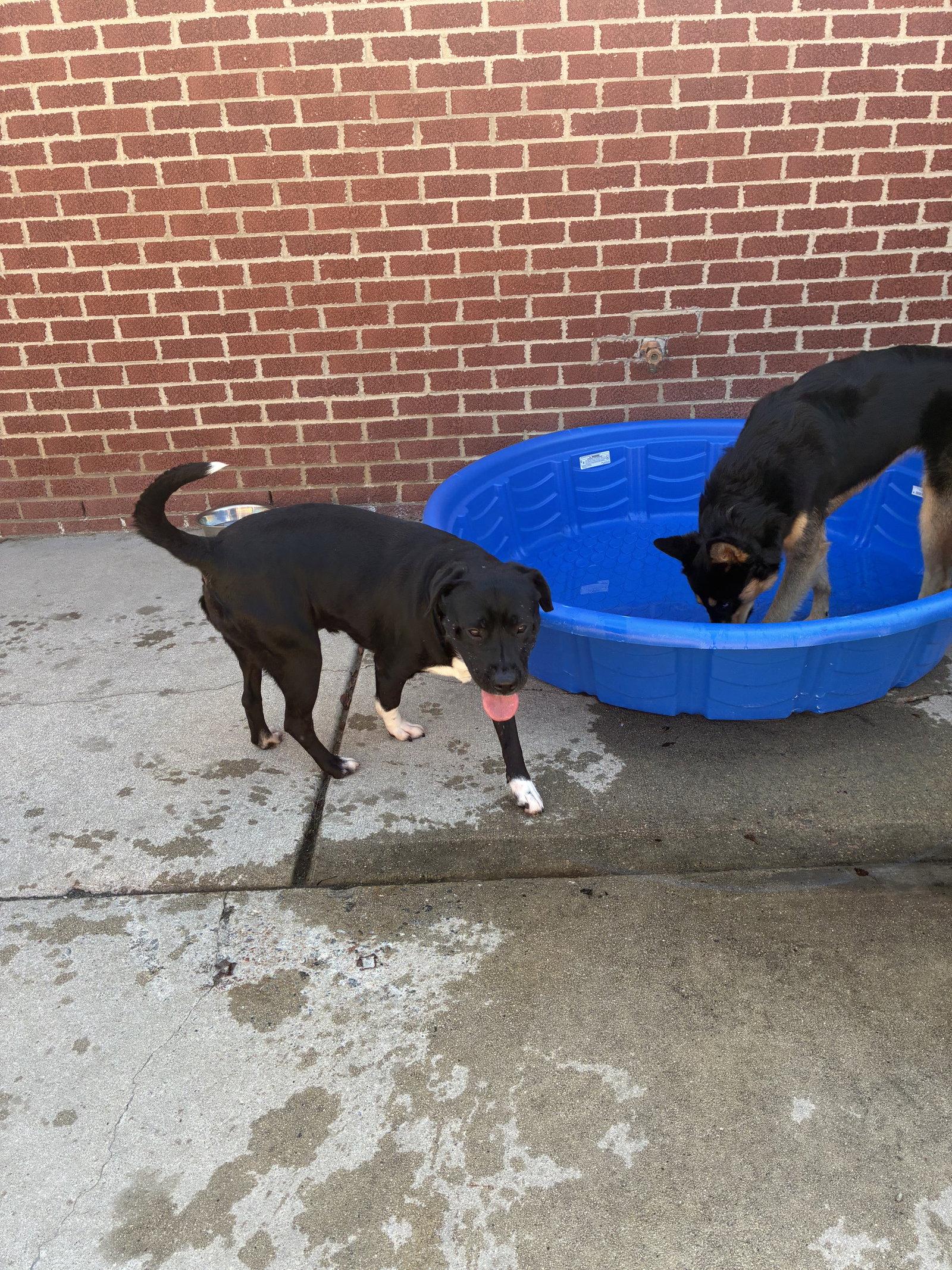 Enlarge BEAufort, a Adoptable Labrador Retriever in Raleigh, NC image 3/3