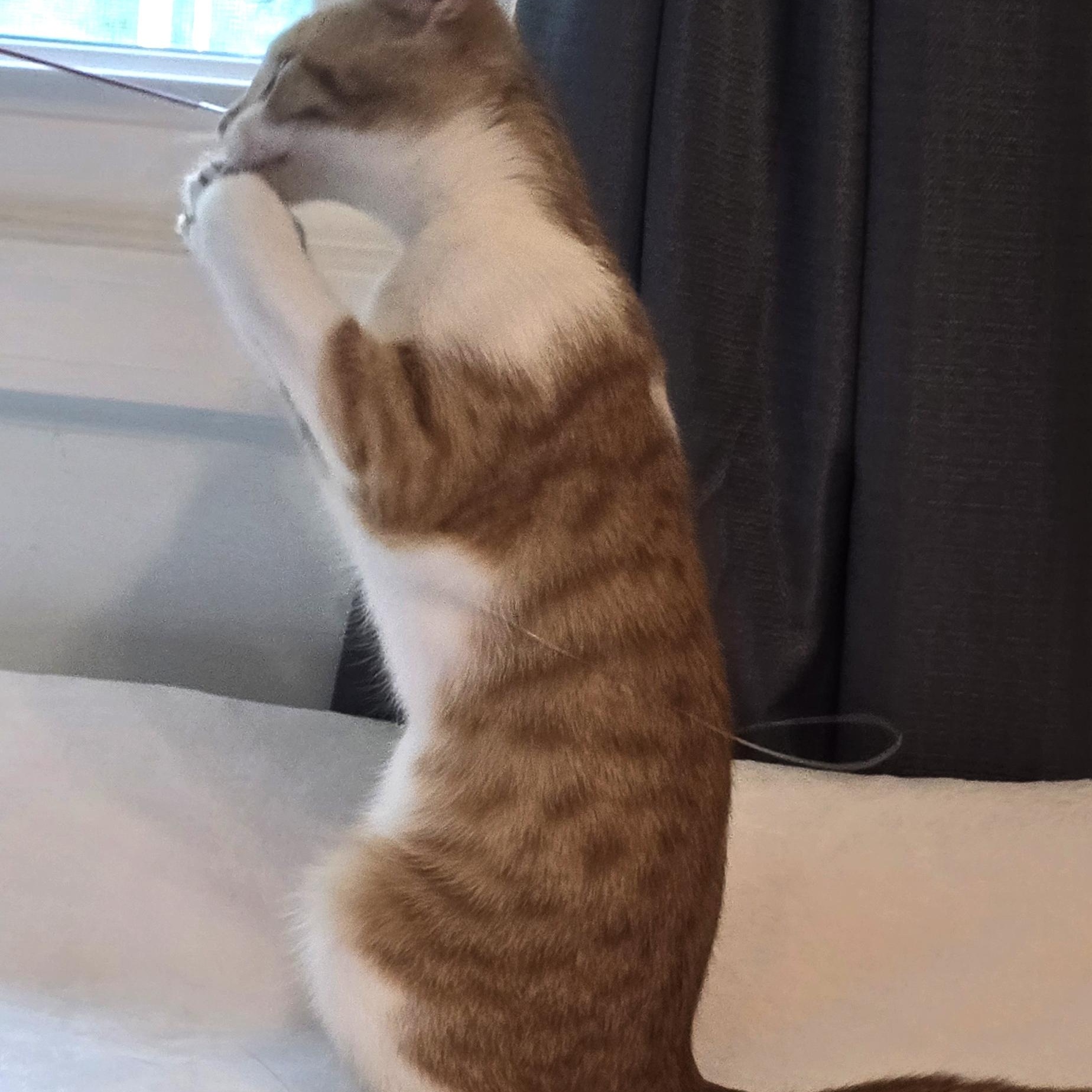 Enlarge Colby, a Adopted Domestic Short Hair in Wadsworth, OH image 4/5