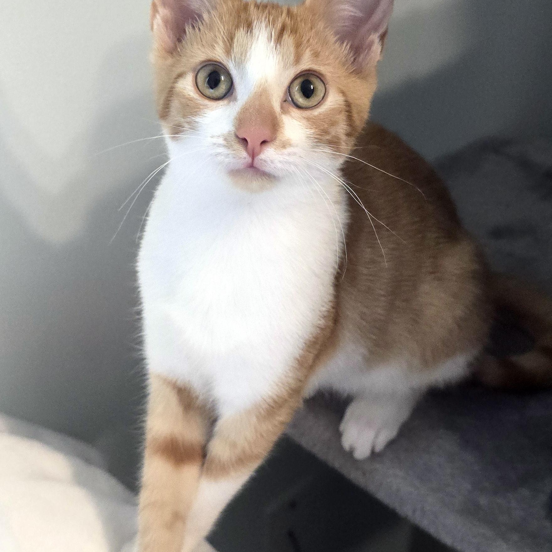 Enlarge Colby, a Adopted Domestic Short Hair in Wadsworth, OH image 2/5