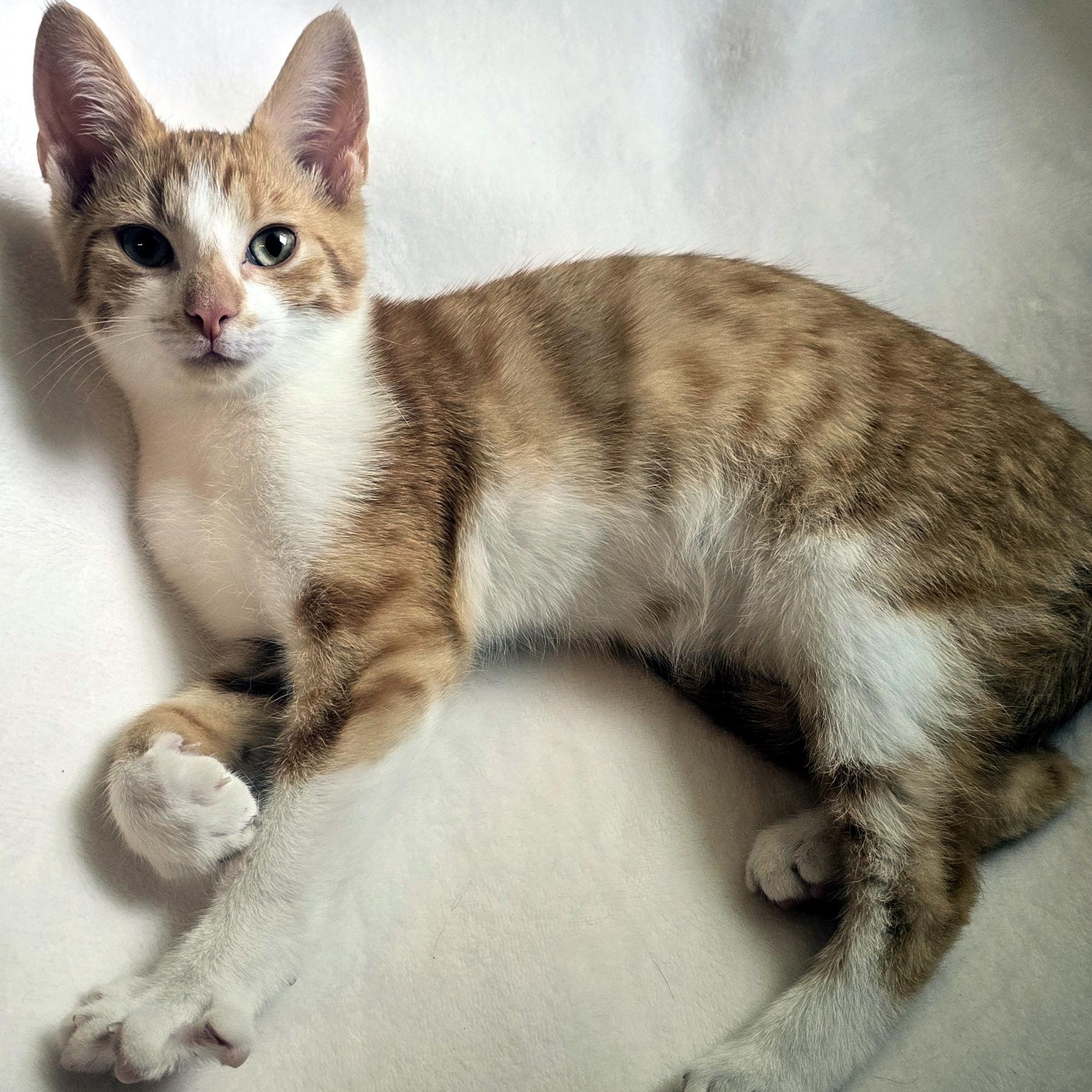 Colby, Adopted, Kitten Male Domestic Short Hair.
