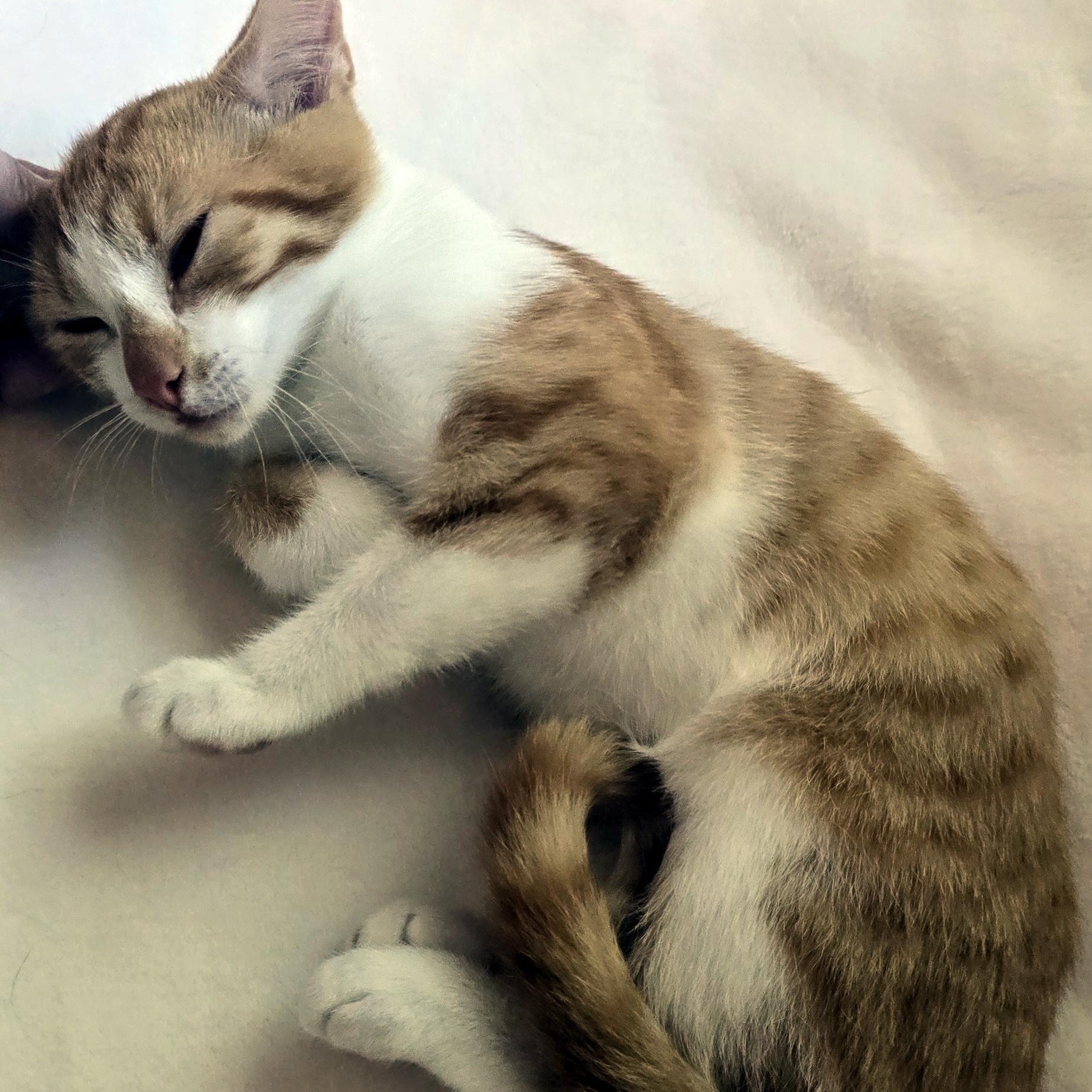 Enlarge Colby, a Adopted Domestic Short Hair in Wadsworth, OH image 5/5