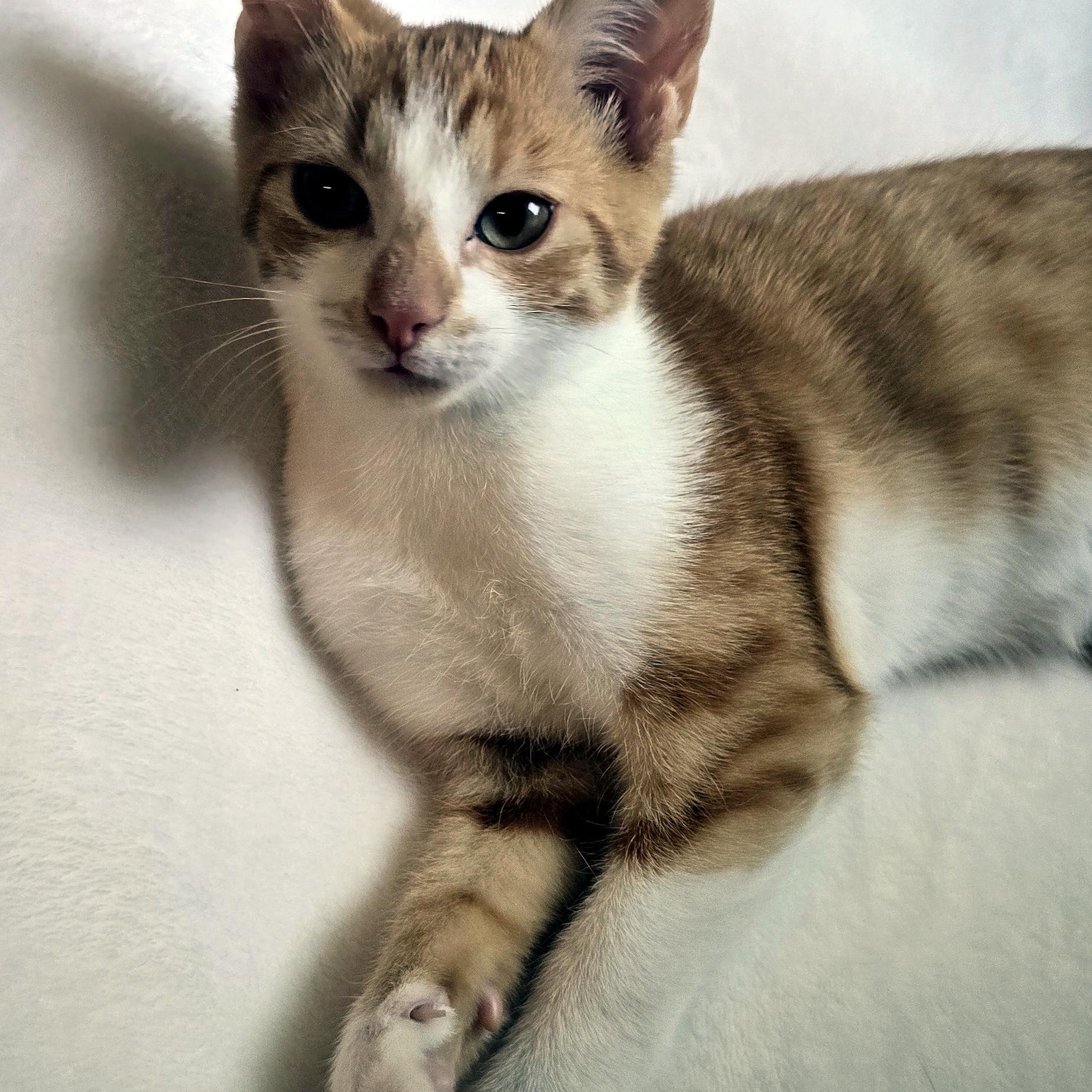 Enlarge Colby, a Adopted Domestic Short Hair in Wadsworth, OH image 3/5