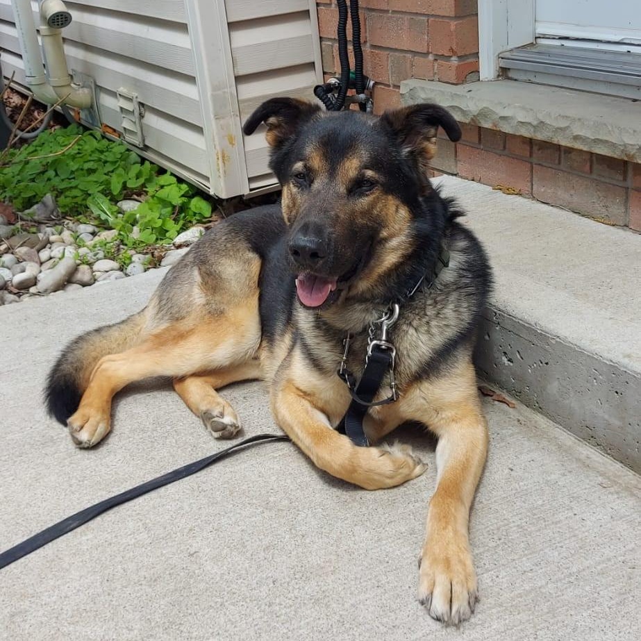 Charlie, a Adoptable mixed breed in Toronto, ON image 5/6