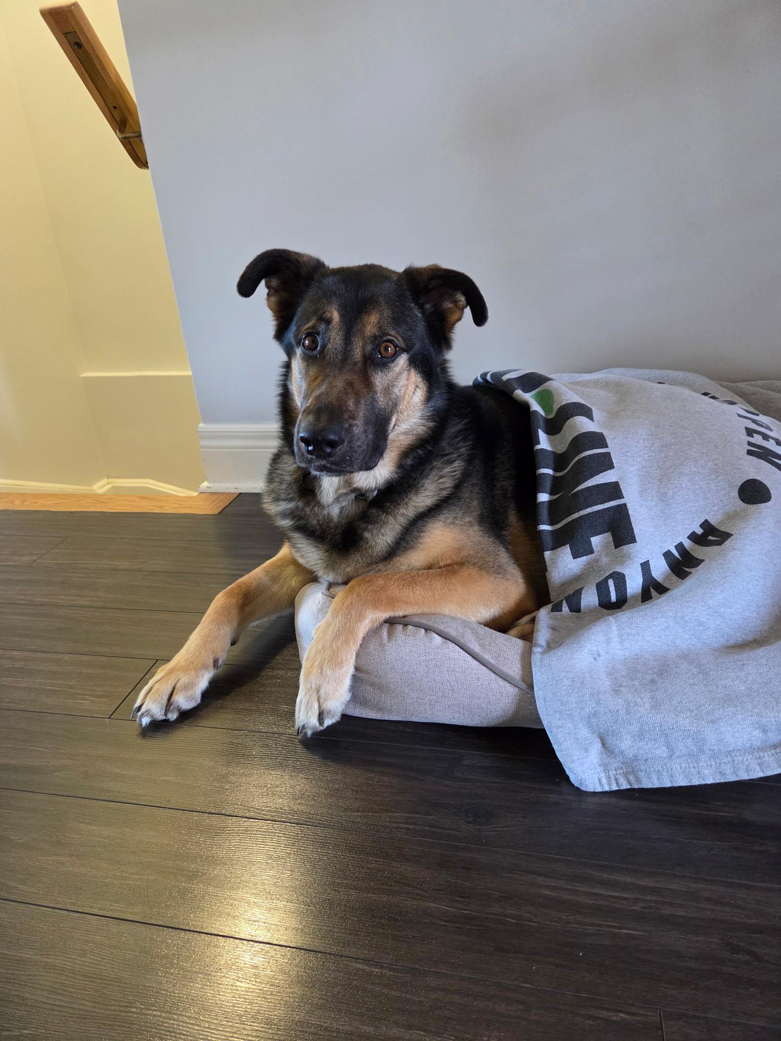 Charlie, a Adoptable mixed breed in Toronto, ON image 3/6