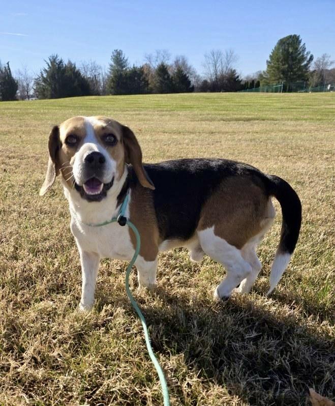 B. Eagle, a Adoptable Beagle in Culpeper, VA image 3/6