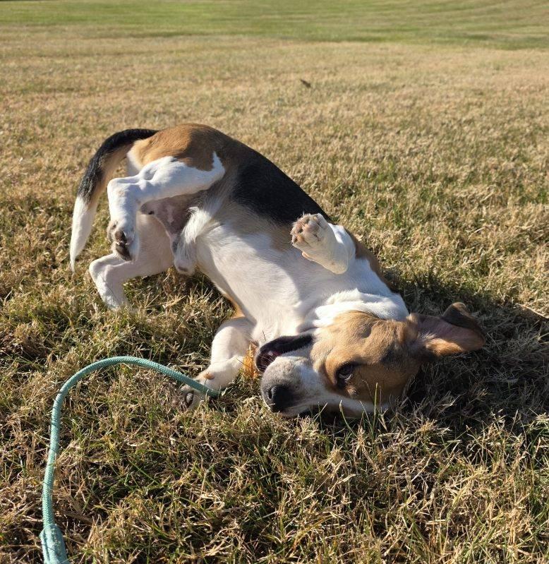 B. Eagle, a Adoptable Beagle in Culpeper, VA image 4/6