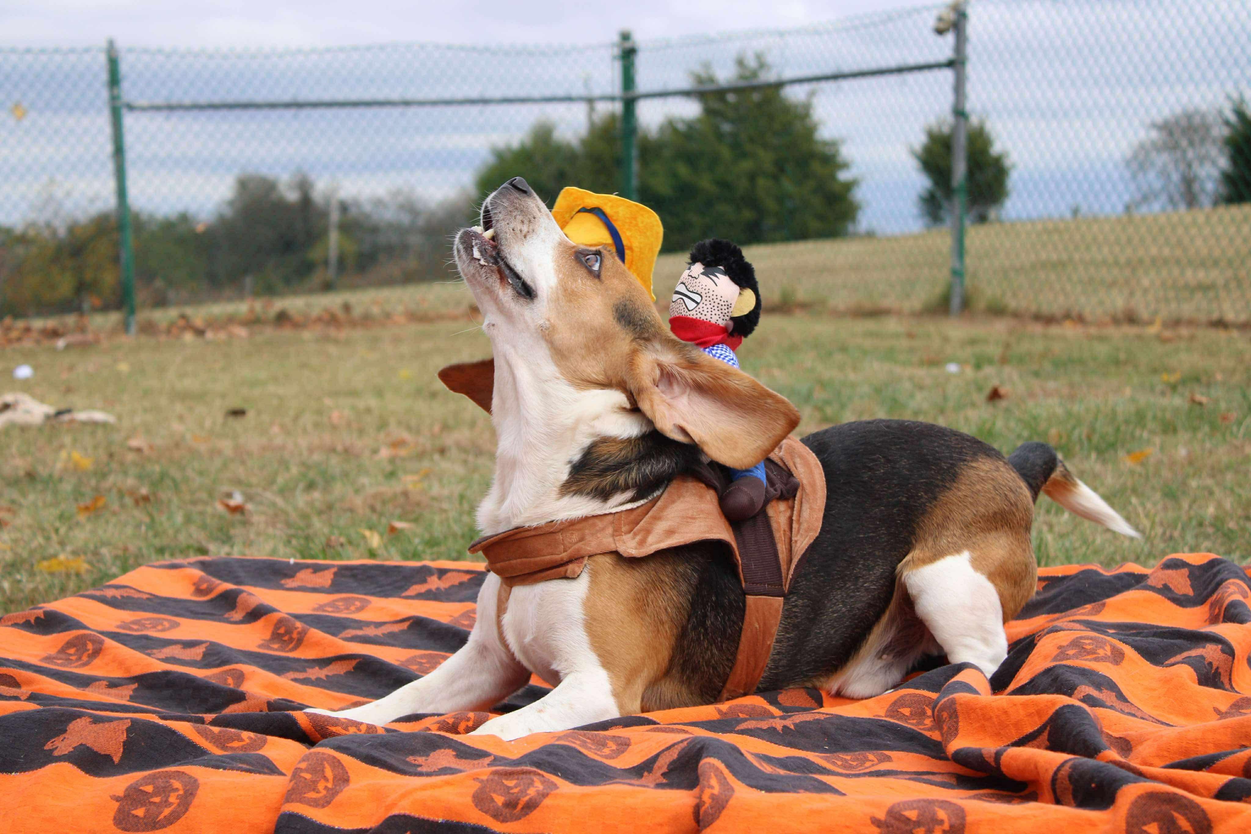 B. Eagle, a Adoptable Beagle in Culpeper, VA image 6/6