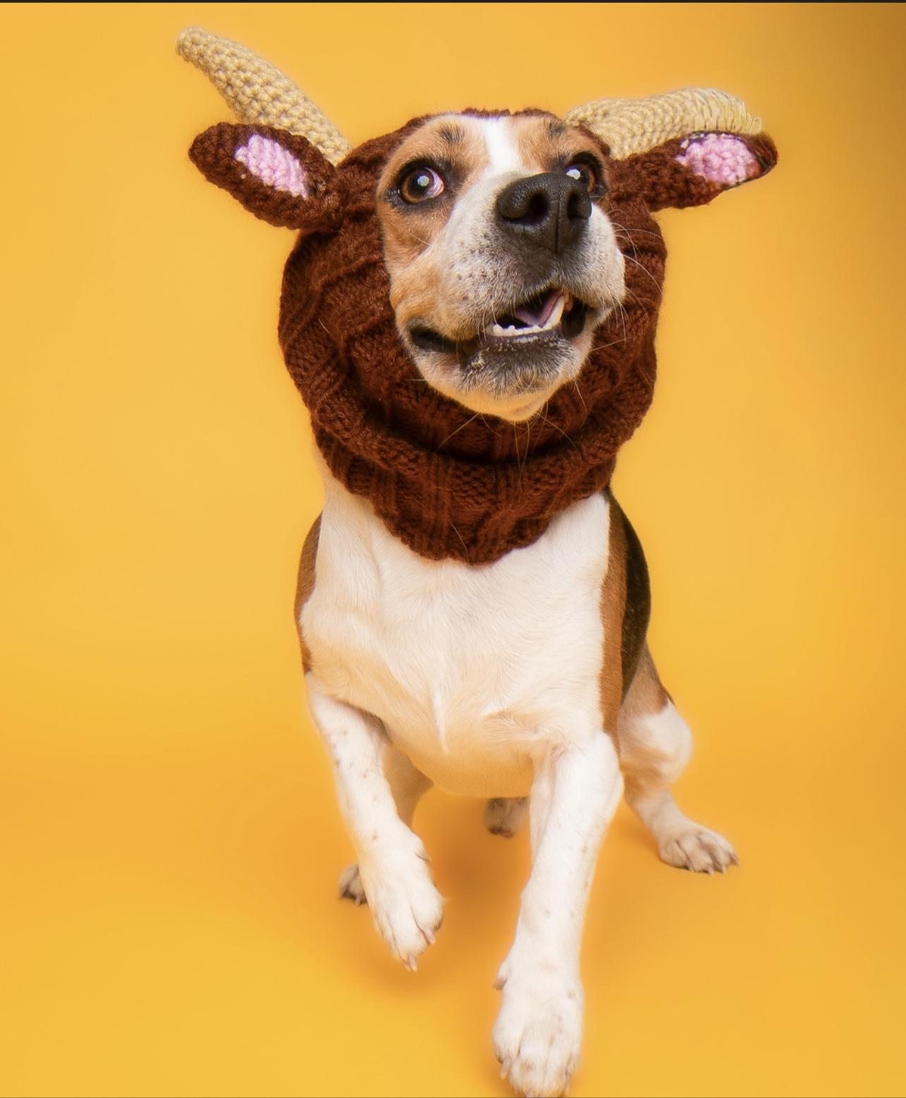 B. Eagle, a Adoptable Beagle in Culpeper, VA image 2/6