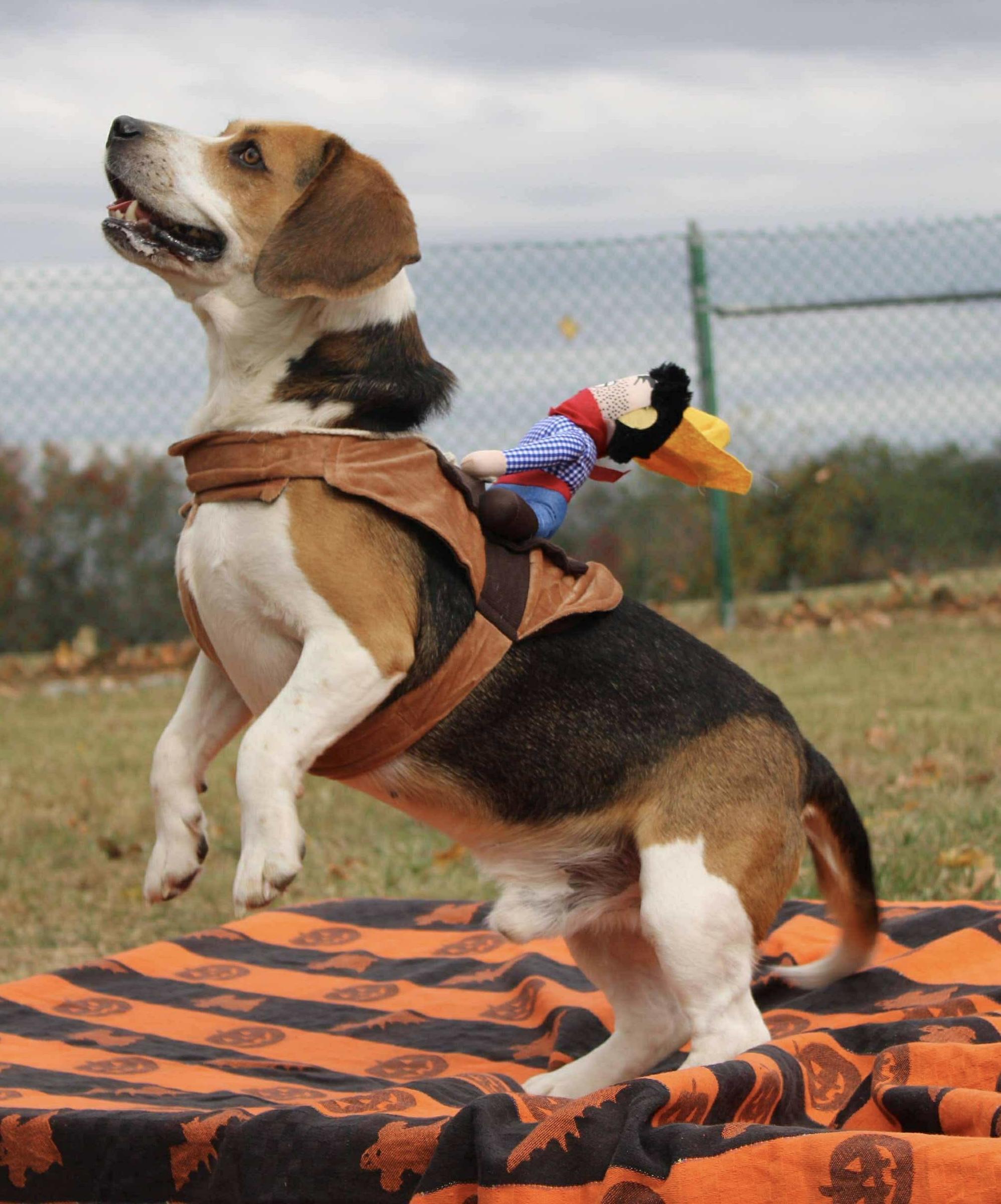 B. Eagle, a Adoptable Beagle in Culpeper, VA image 5/6