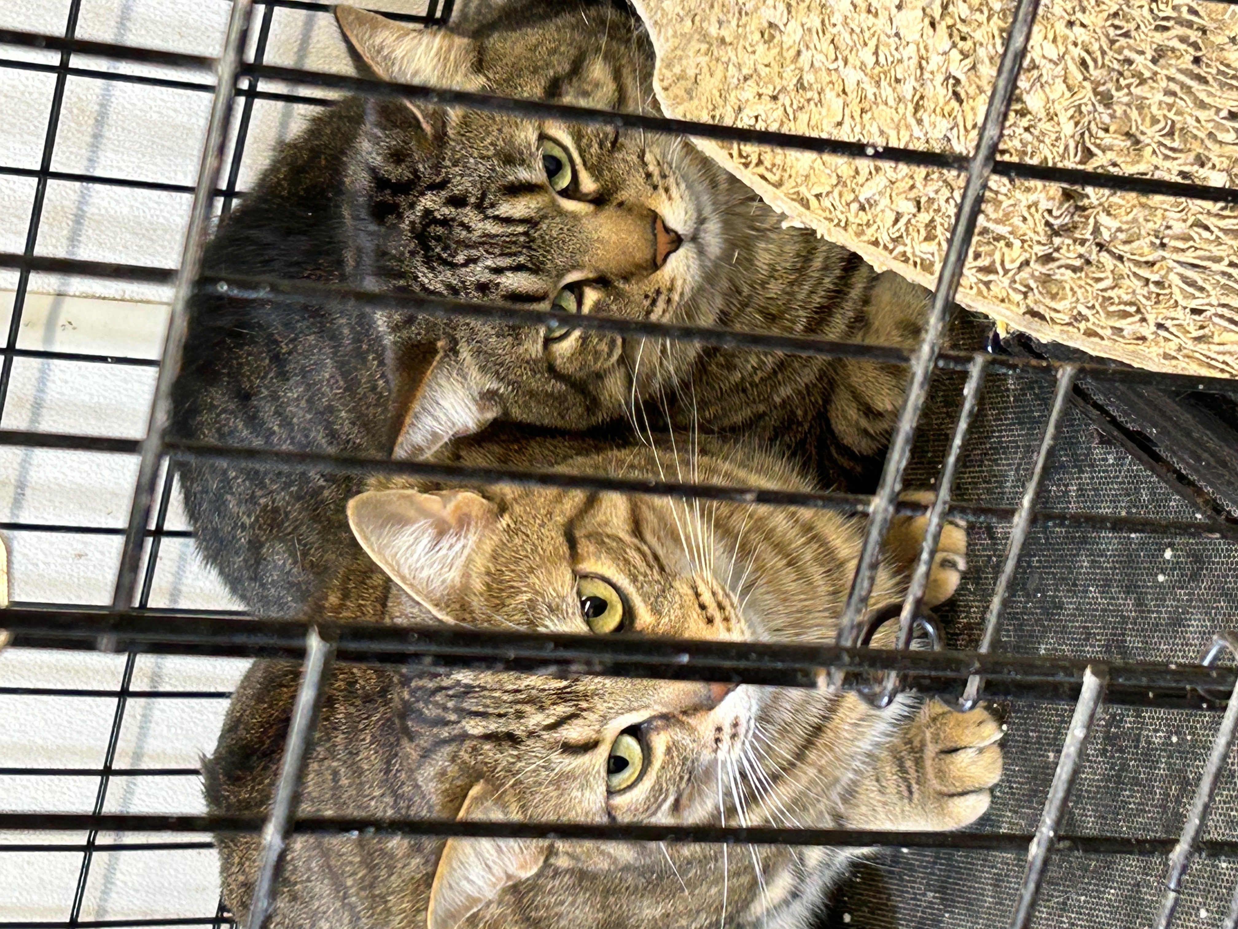 Dooney and Dexter