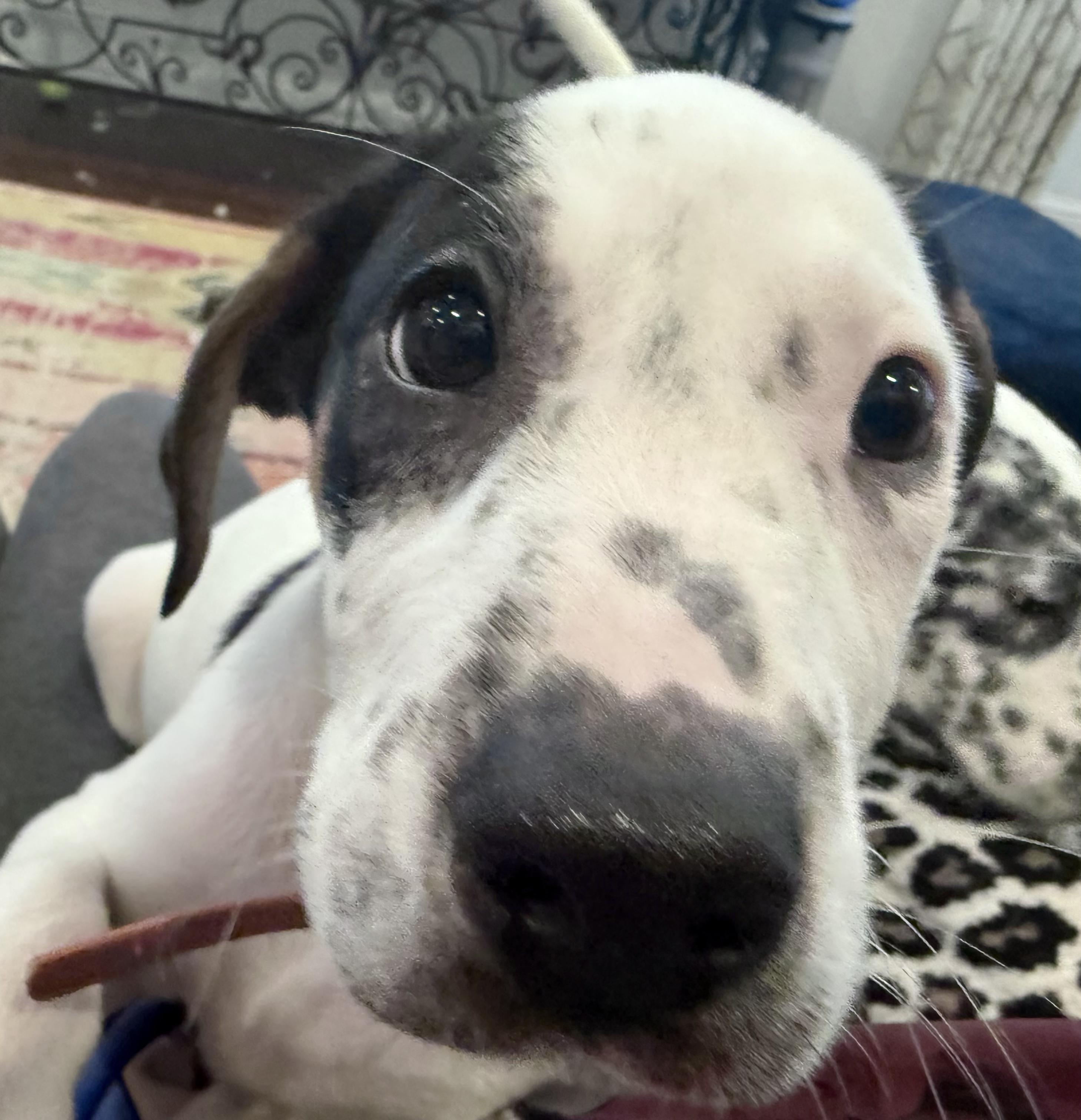 Enlarge Melanie Houndilton, a Adoptable mixed breed in New Orleans, LA image 6/6