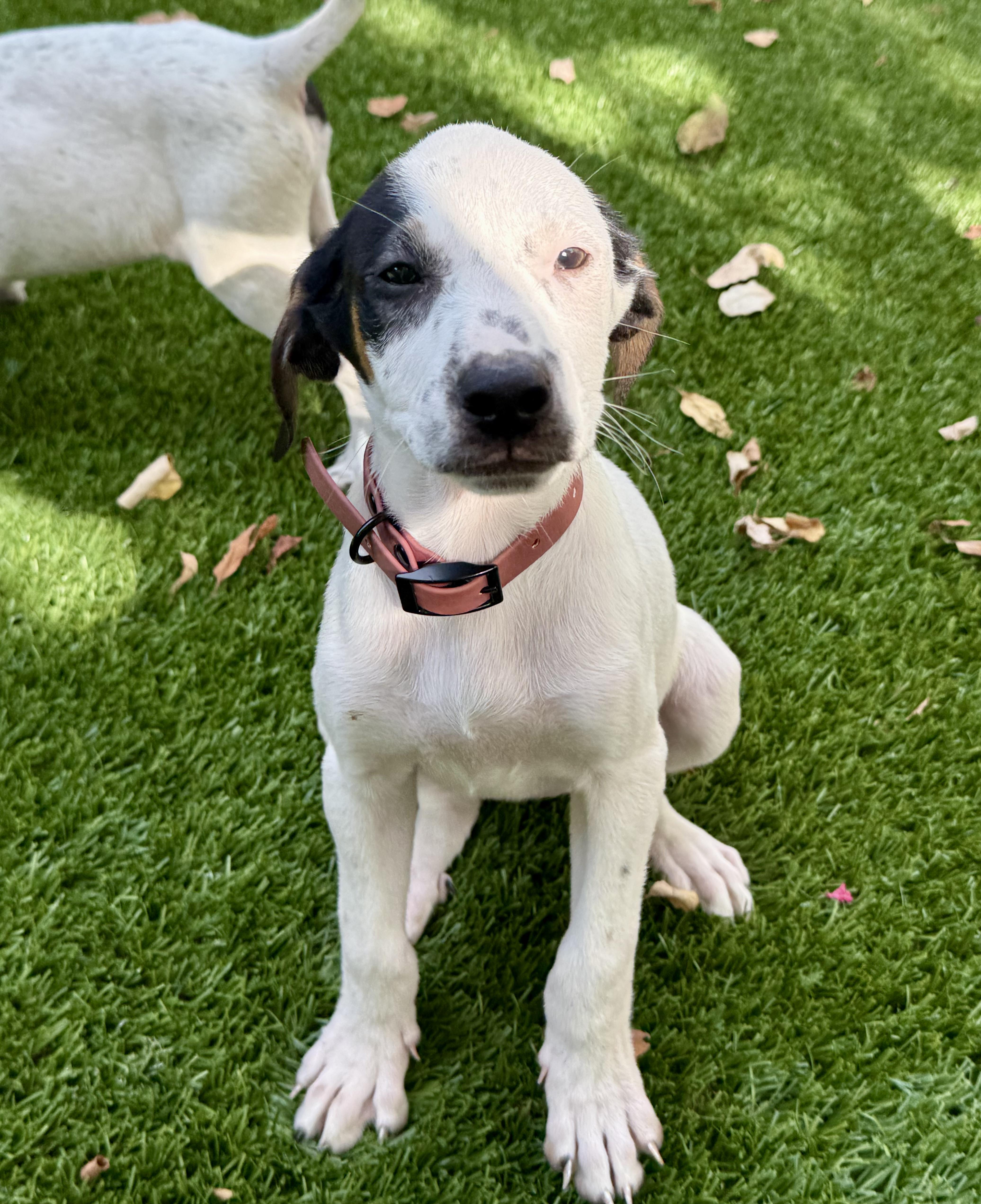 Enlarge Melanie Houndilton, a Adoptable mixed breed in New Orleans, LA image 5/6