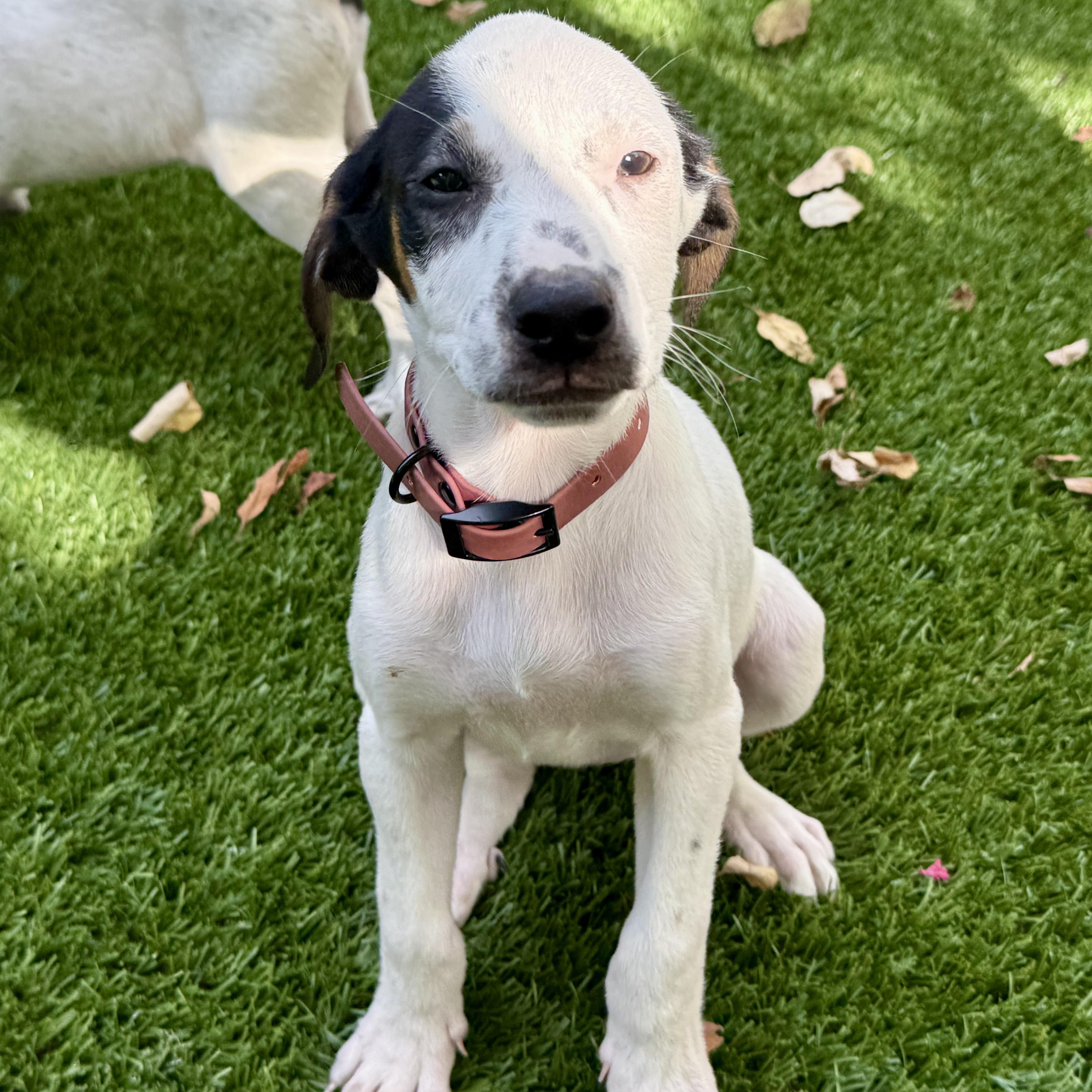 Enlarge Melanie Houndilton, a Adoptable mixed breed in New Orleans, LA image 5/6