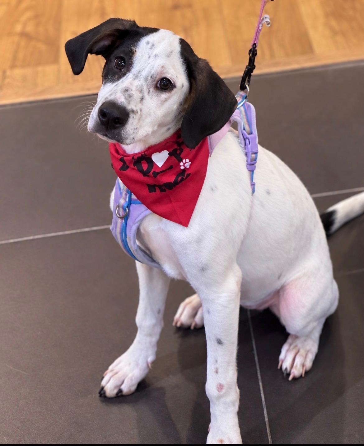 Enlarge Melanie Houndilton, a Adoptable mixed breed in New Orleans, LA image 3/6
